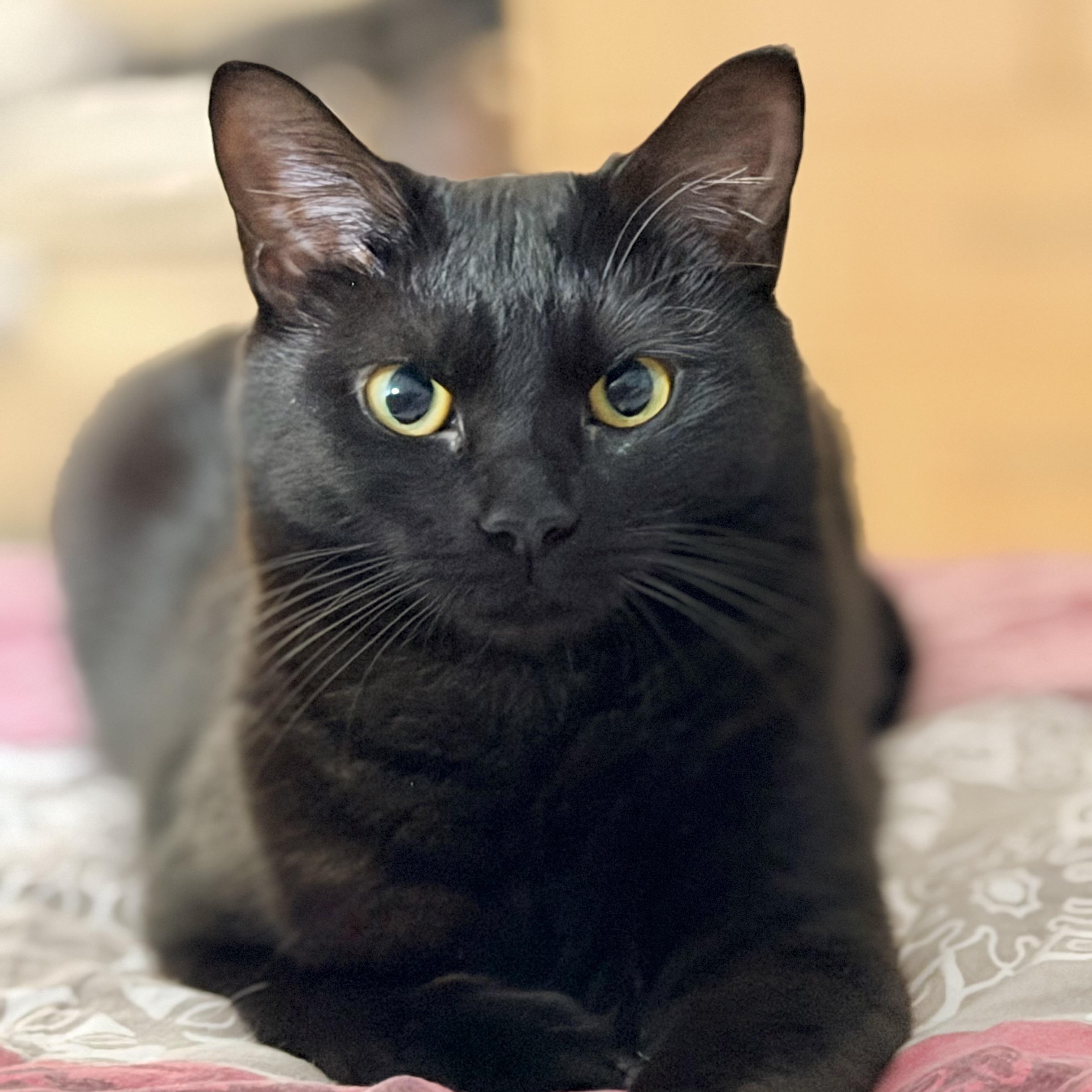 Enlarge Blaze, a Adoptable Domestic Short Hair in Beltsville, MD image 1/6