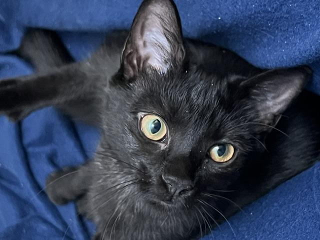 Enlarge Blaze, a Adoptable Domestic Short Hair in Beltsville, MD image 3/6