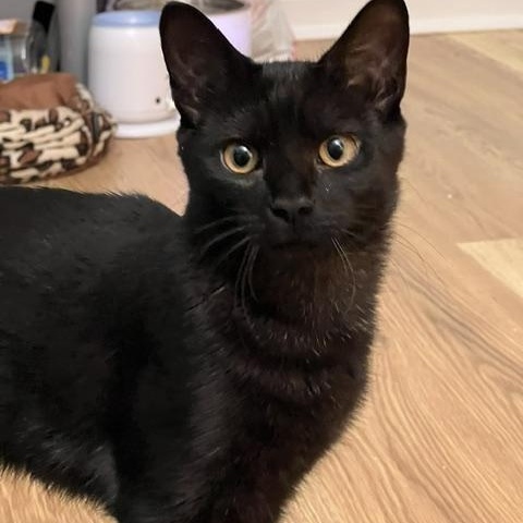 Enlarge Blaze, a Adoptable Domestic Short Hair in Beltsville, MD image 2/6