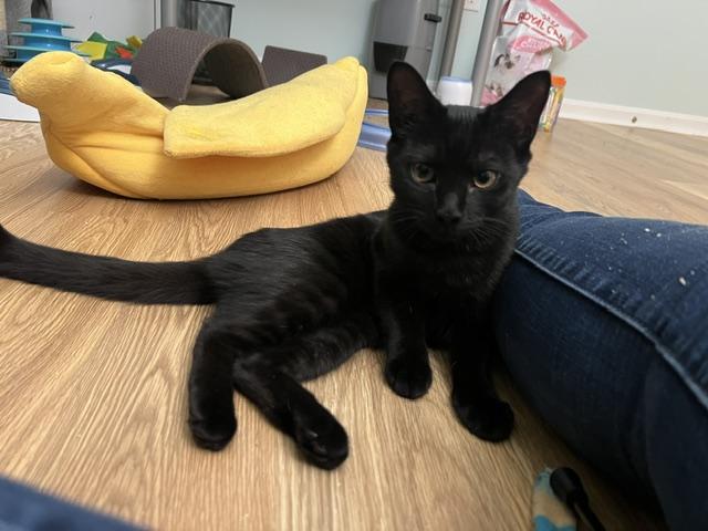 Enlarge Blaze, a Adoptable Domestic Short Hair in Beltsville, MD image 4/6