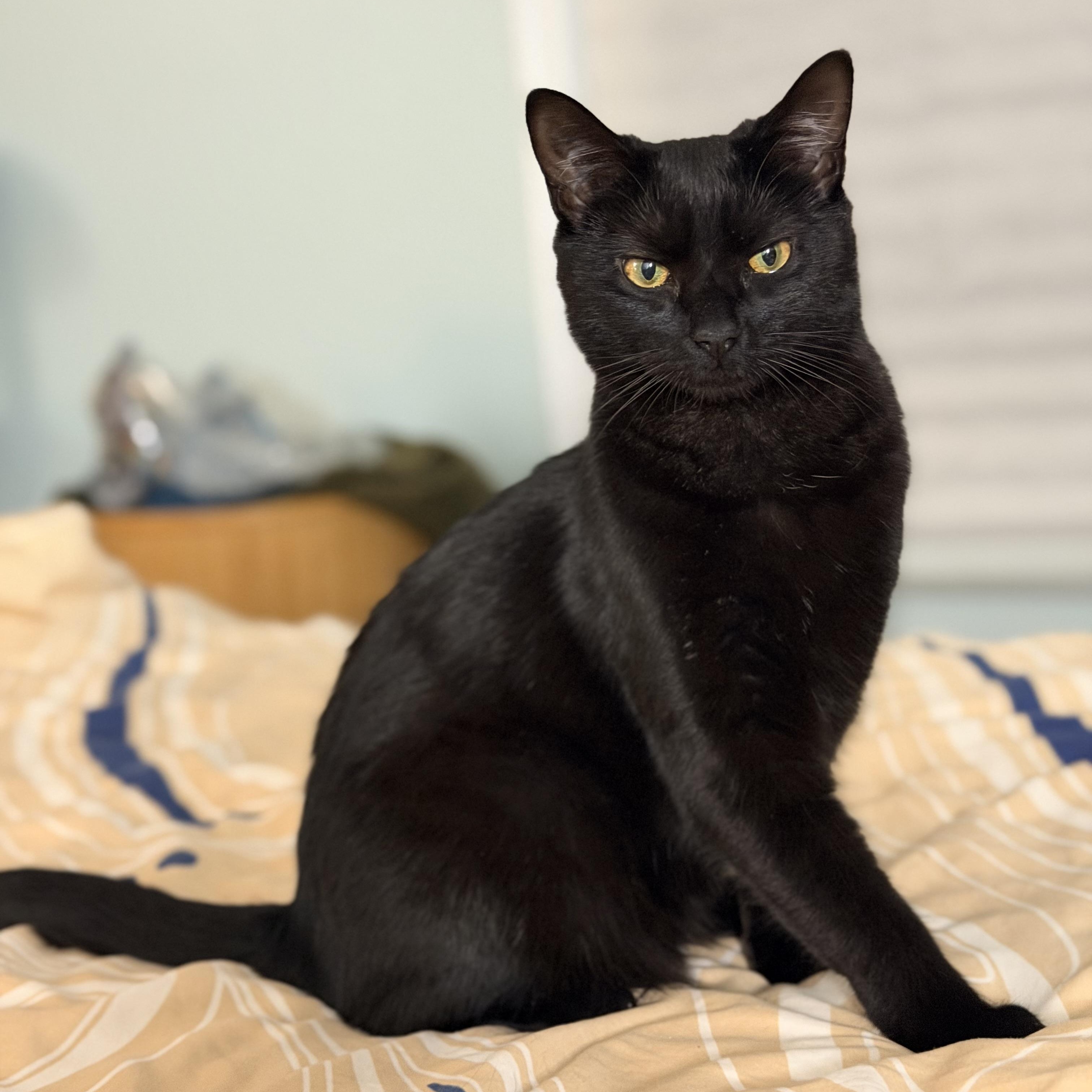 Enlarge Blaze, a Adoptable Domestic Short Hair in Beltsville, MD image 3/6