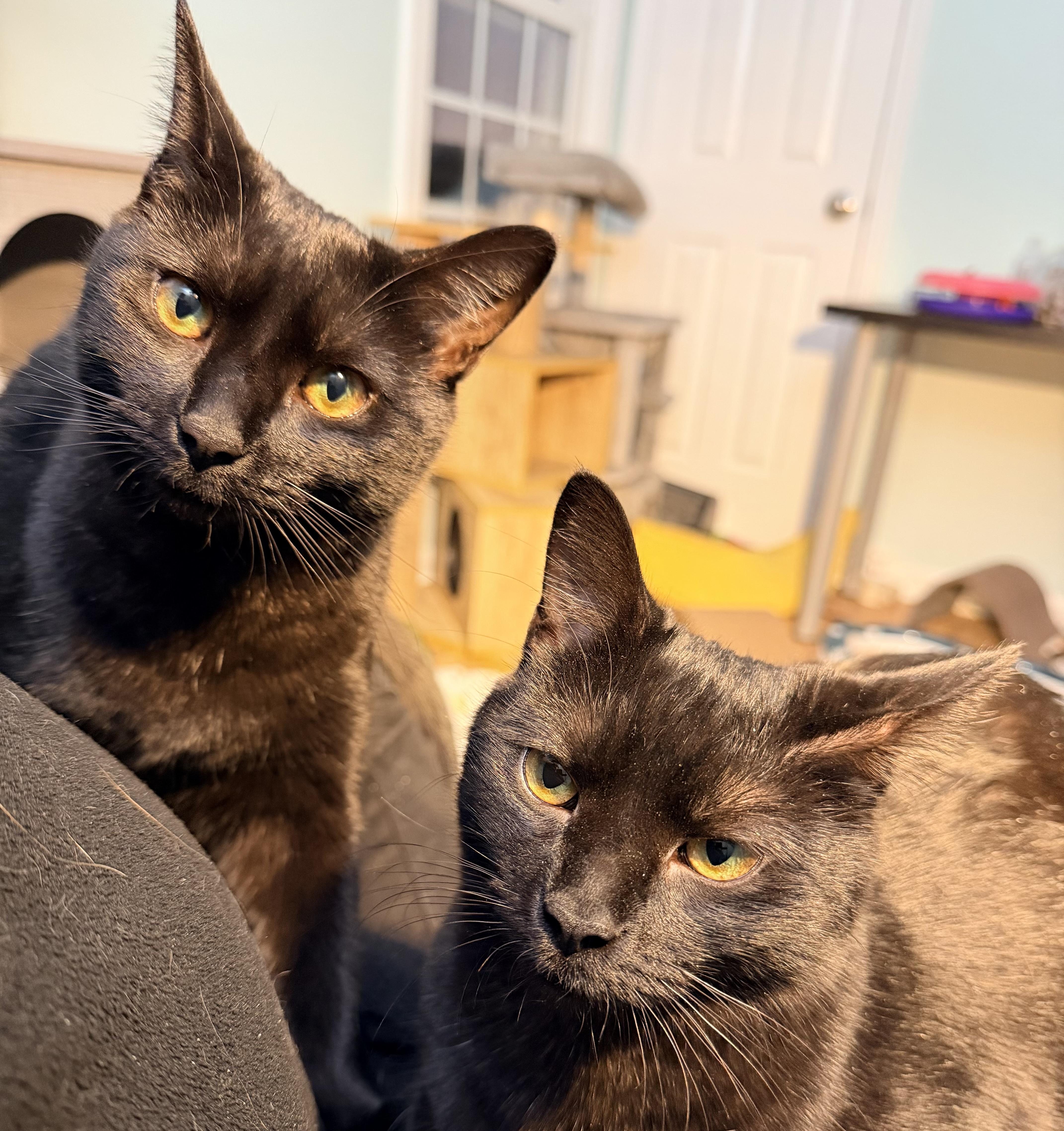 Blaze, a Adoptable Domestic Short Hair in Beltsville, MD image 3/6