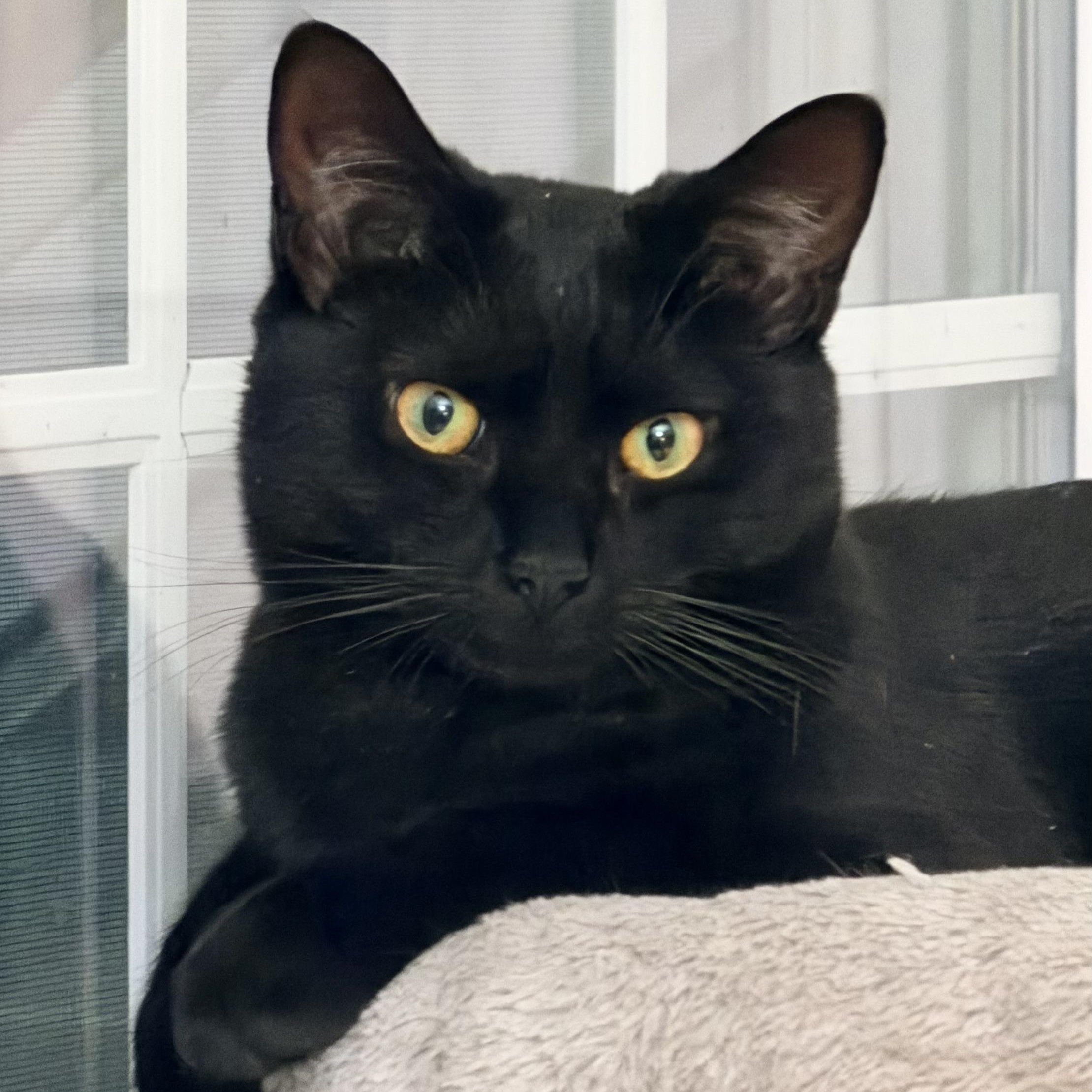 Blaze, a Adoptable Domestic Short Hair in Beltsville, MD image 2/6