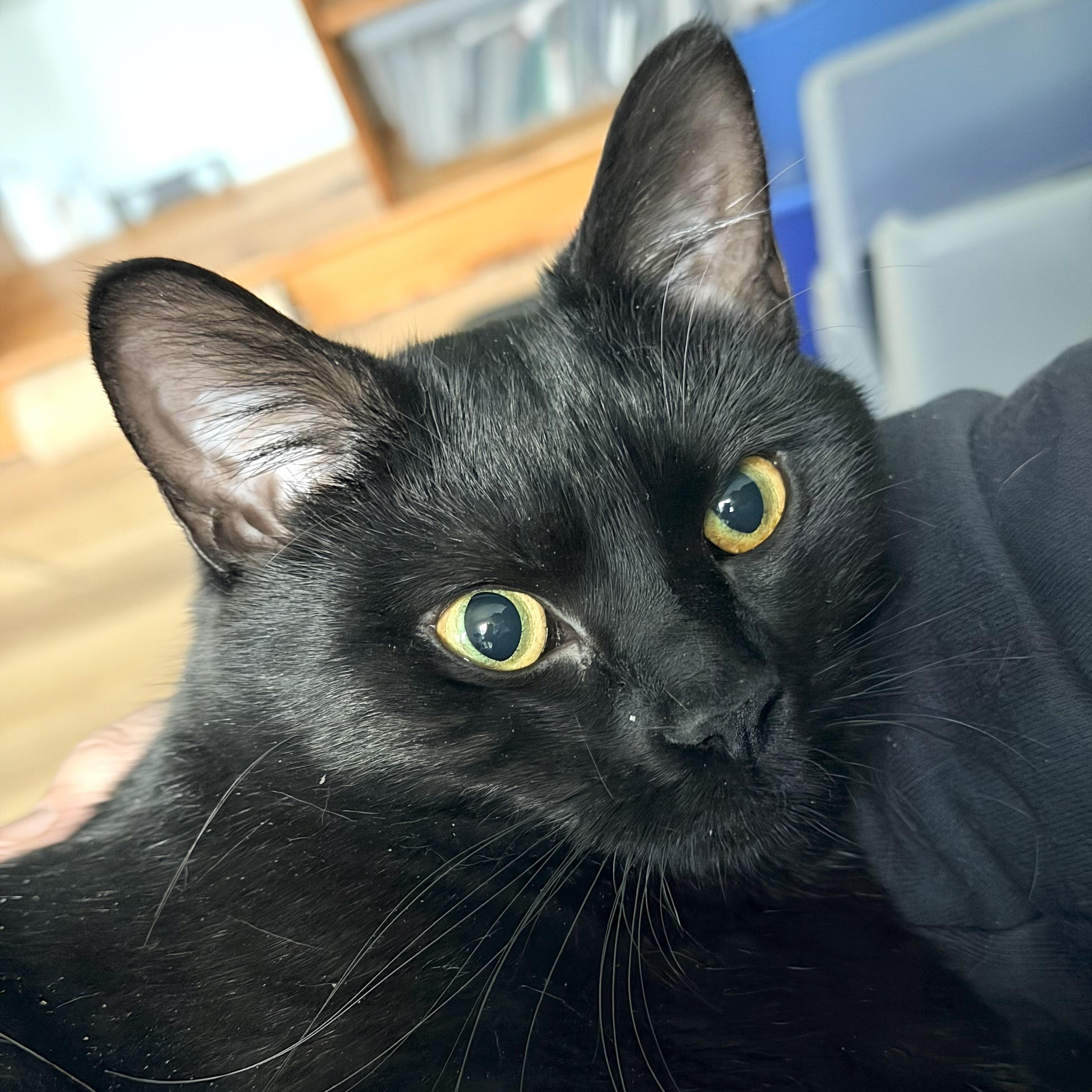 Blaze, a Adoptable Domestic Short Hair in Beltsville, MD image 1/6