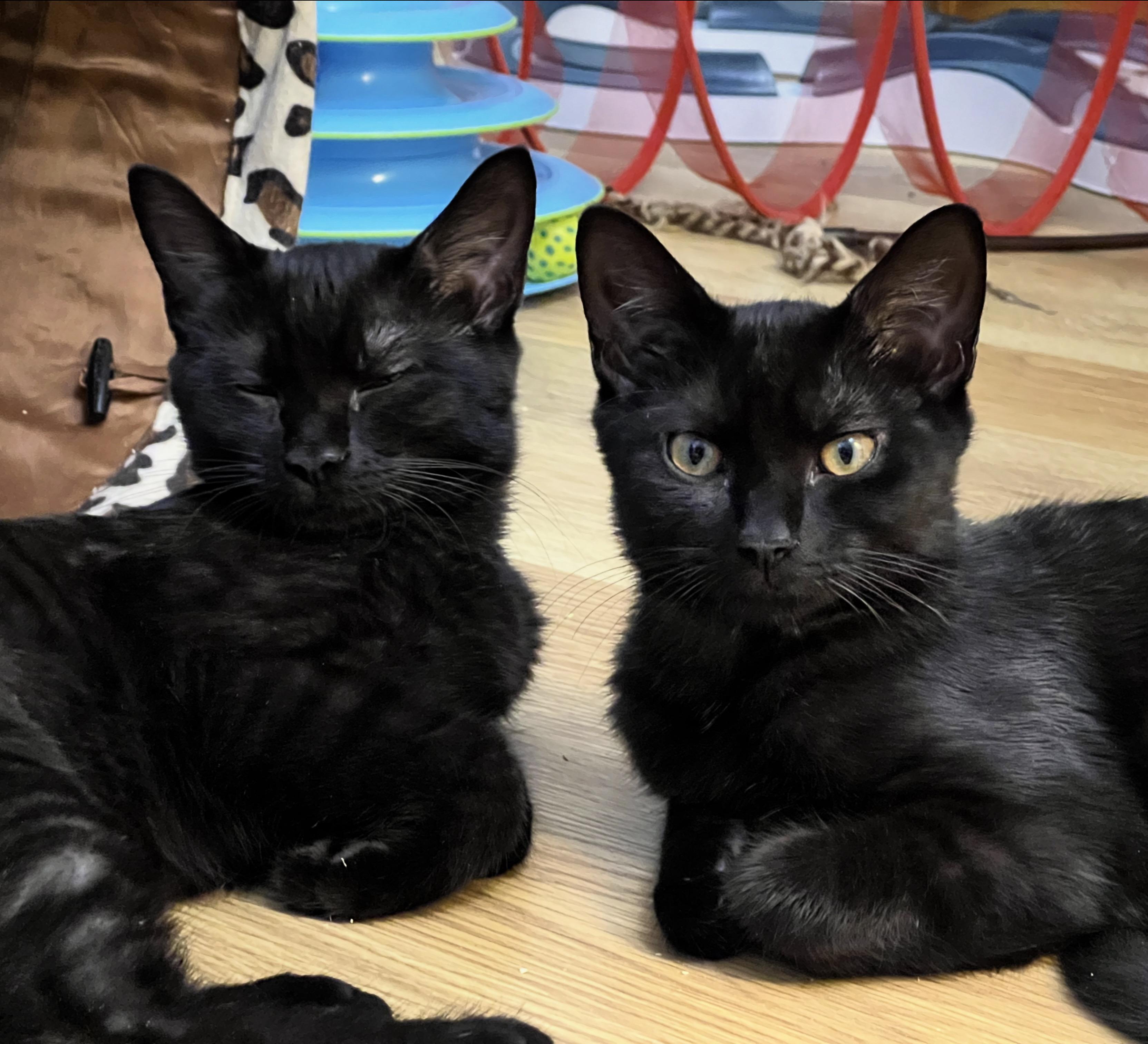 Enlarge Blaze, a Adoptable Domestic Short Hair in Beltsville, MD image 5/6