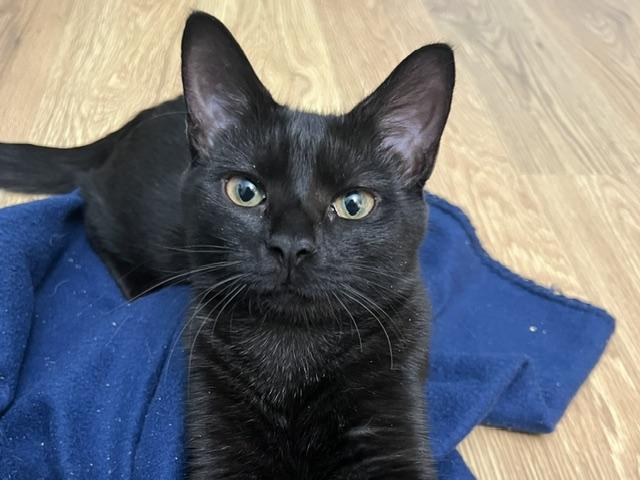 Blaze, Adoptable, Kitten Female Domestic Short Hair.