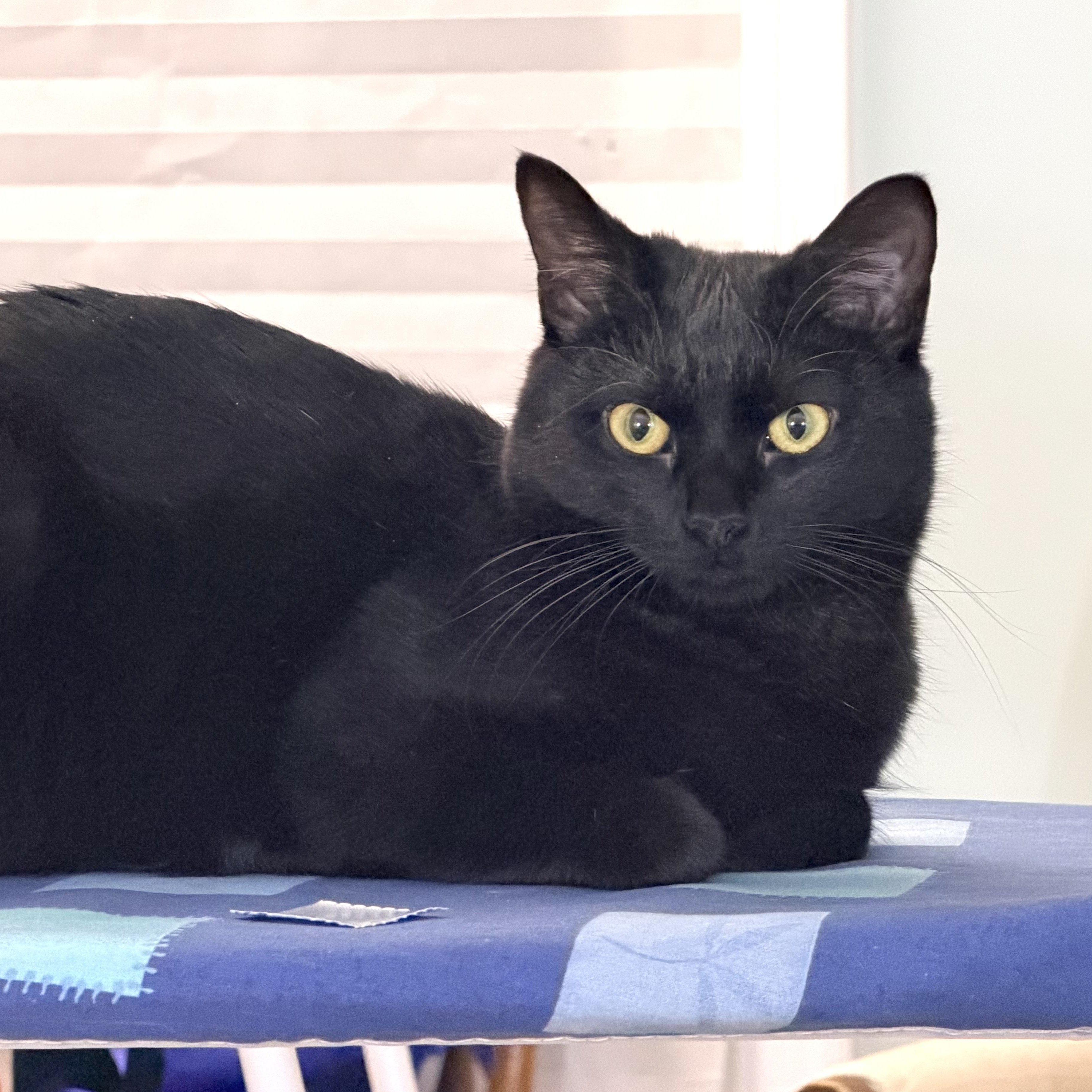 Enlarge Blaze, a Adoptable Domestic Short Hair in Beltsville, MD image 2/6