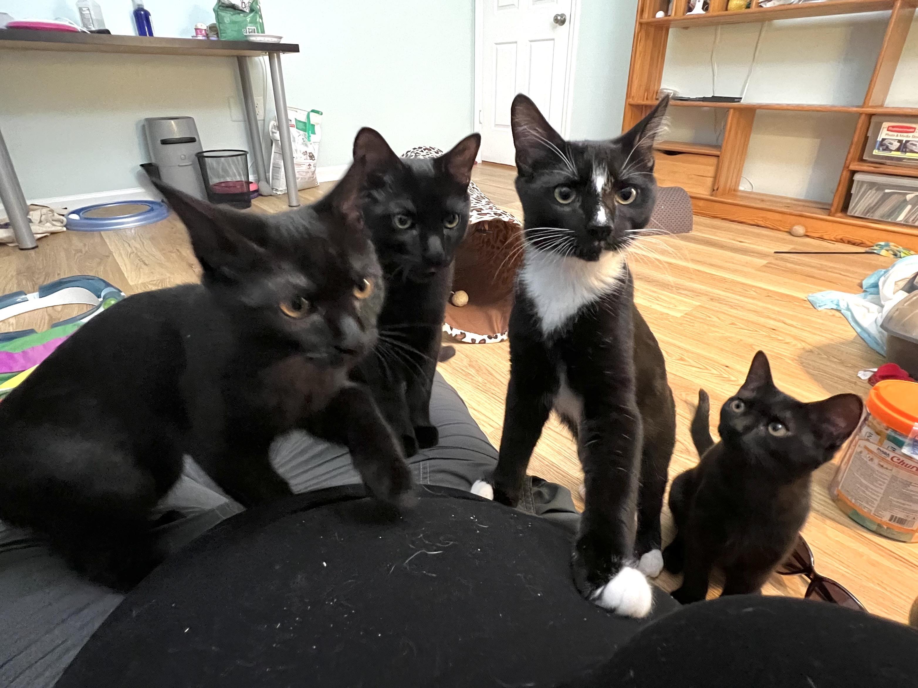 Enlarge Blaze, a Adoptable Domestic Short Hair in Beltsville, MD image 6/6