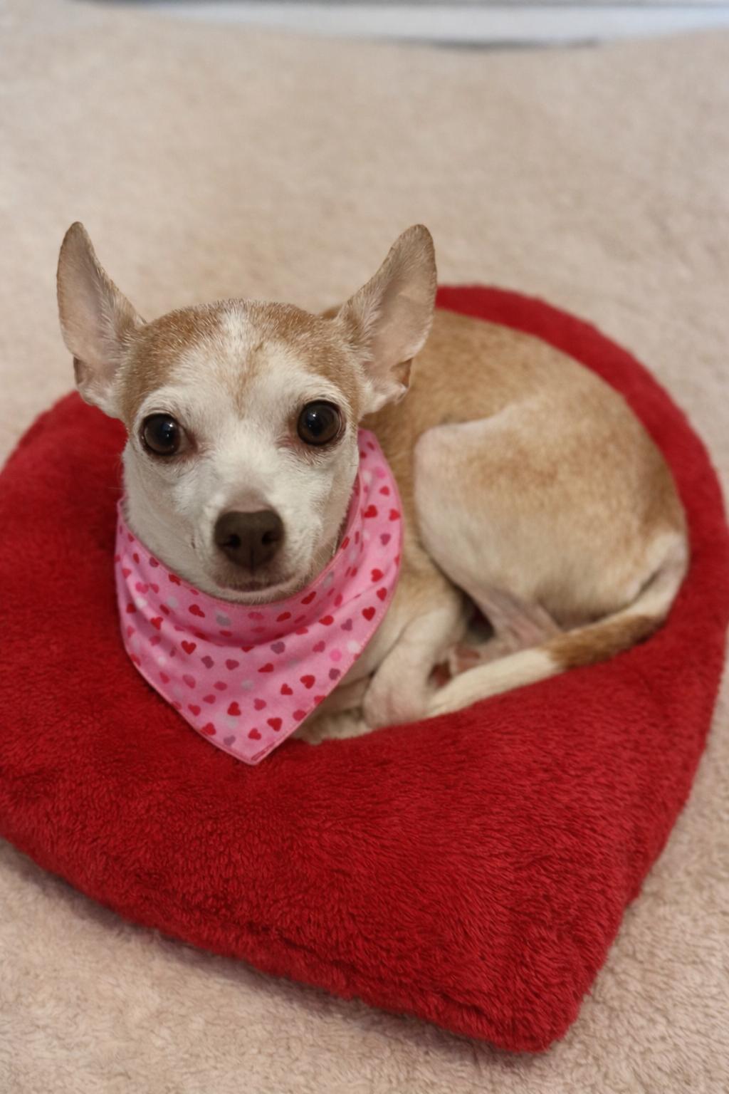 Enlarge Christie, an adoptable mixed breed in Boston, MA image 1/6