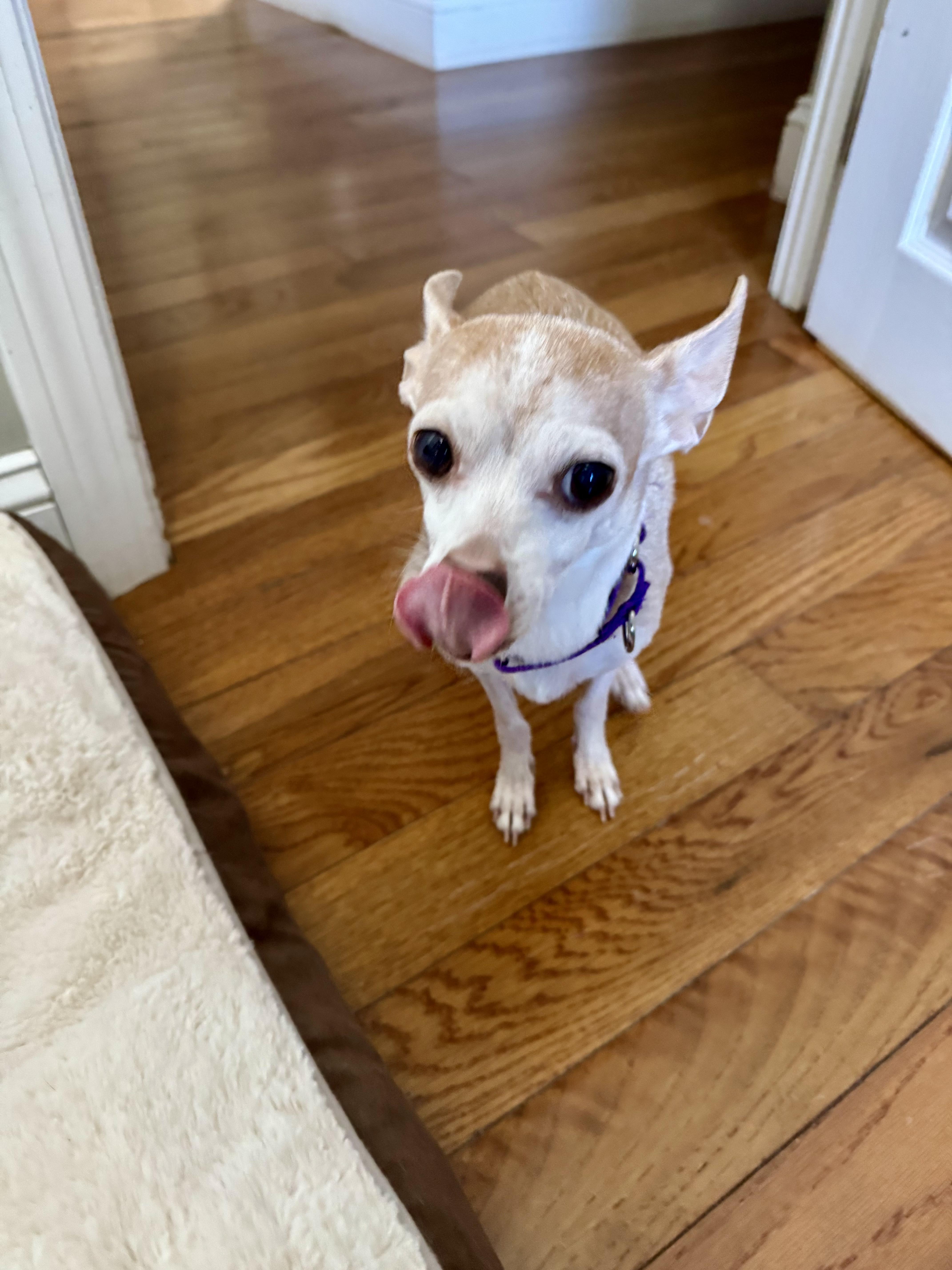 Enlarge Christie, an adoptable mixed breed in Boston, MA image 4/6