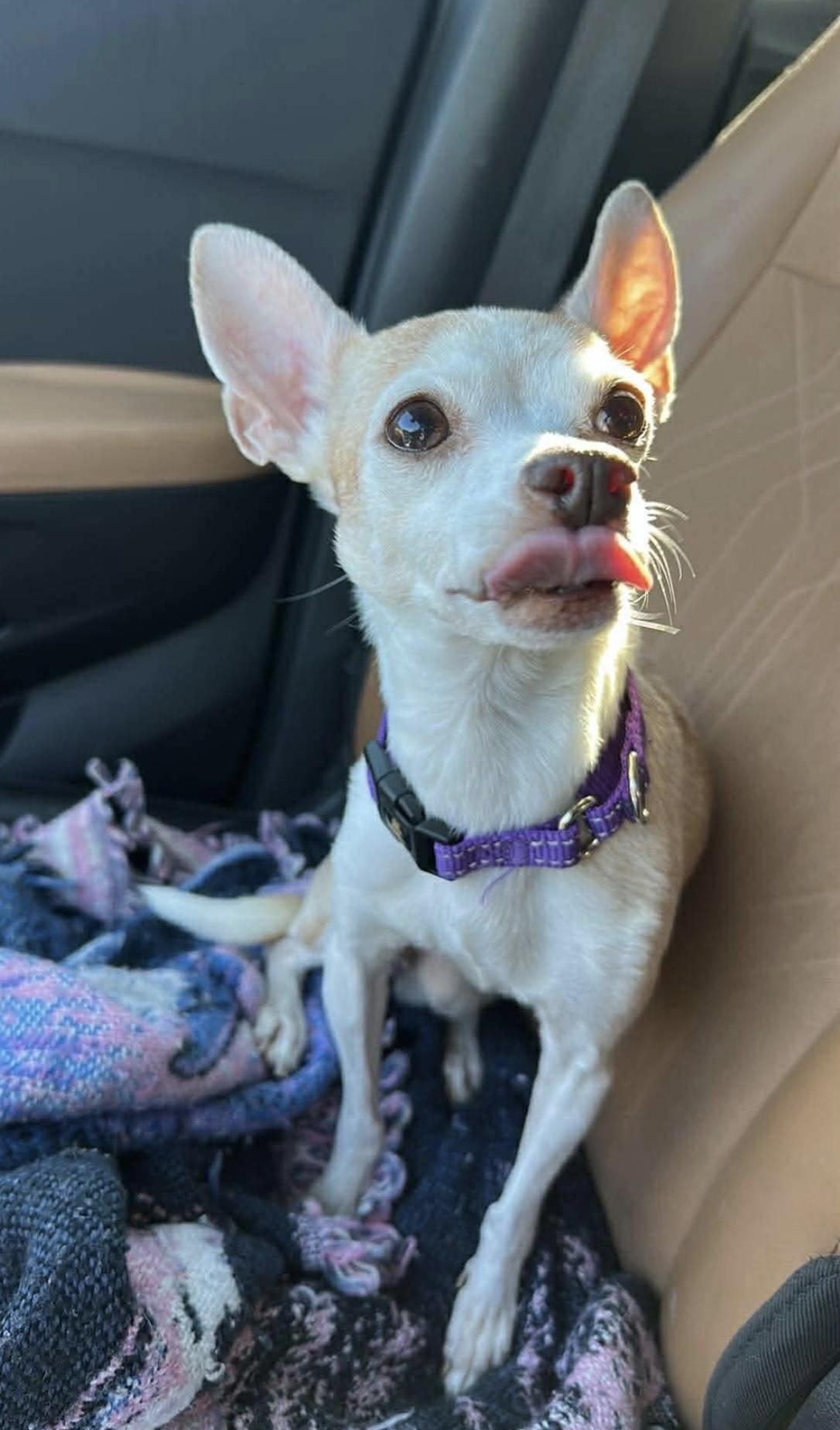 Enlarge Christie, an adoptable mixed breed in Boston, MA image 2/6