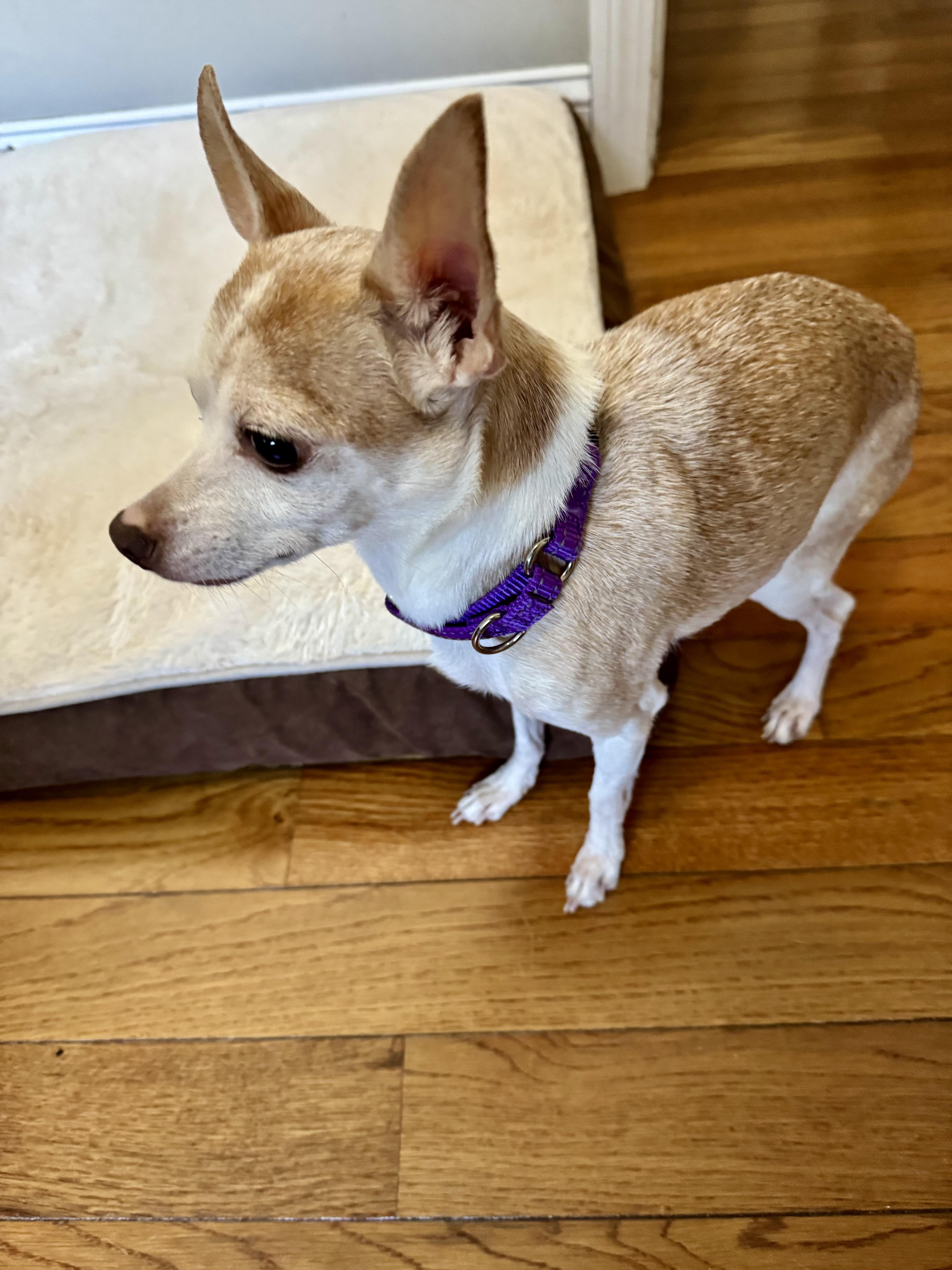 Enlarge Christie, an adoptable mixed breed in Boston, MA image 5/6