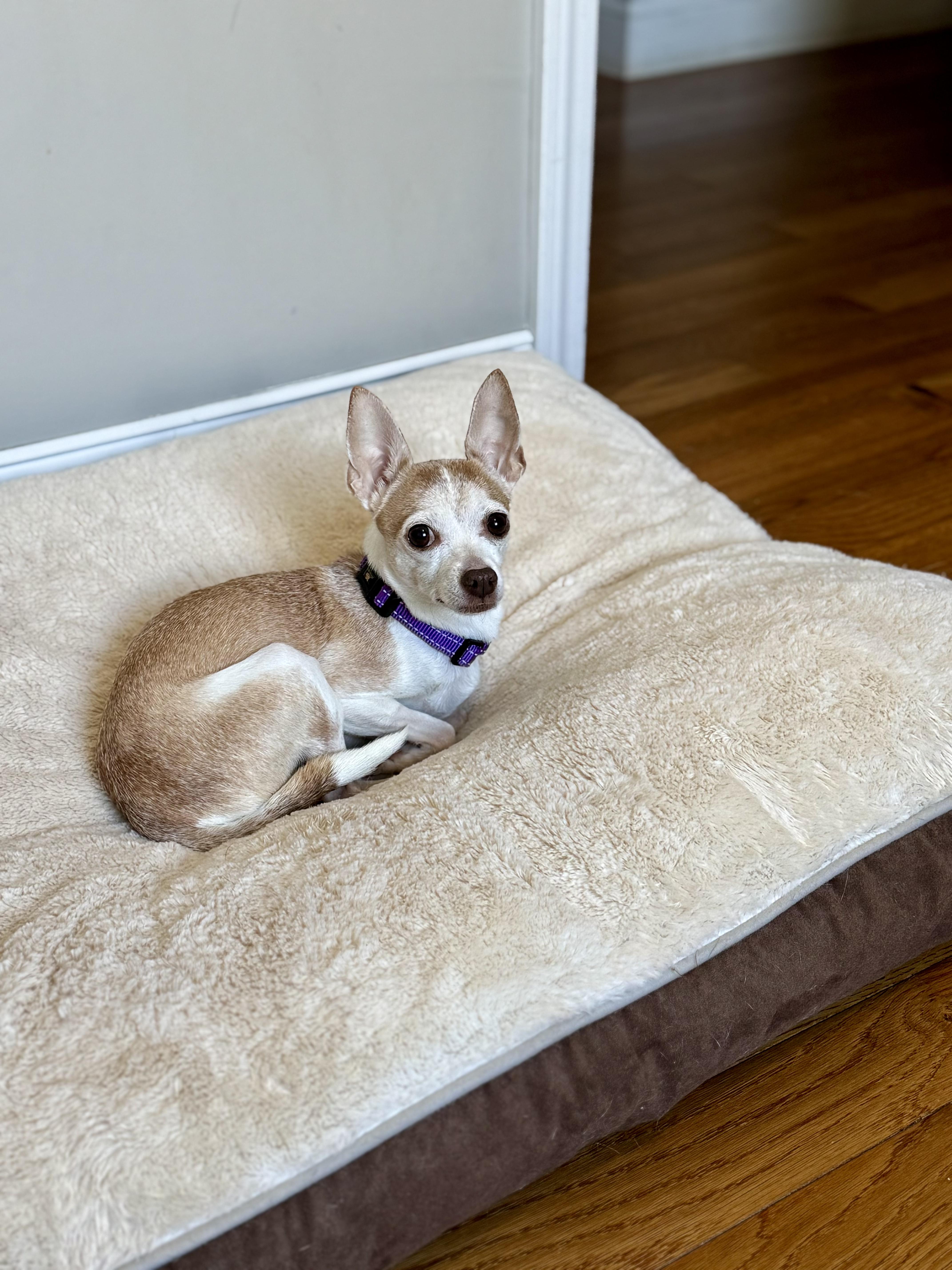 Enlarge Christie, an adoptable mixed breed in Boston, MA image 3/6