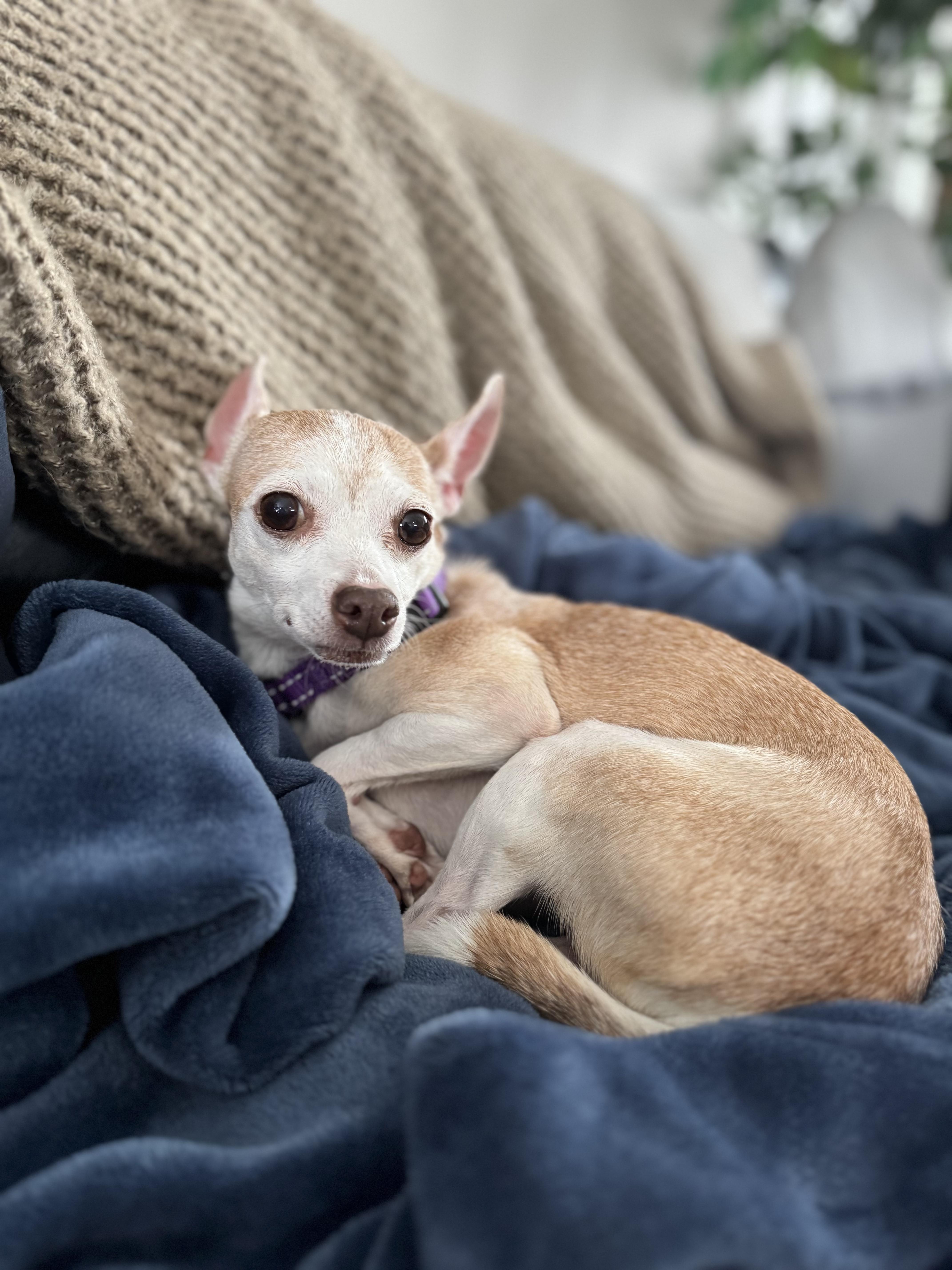 Enlarge Christie, an adoptable mixed breed in Boston, MA image 6/6