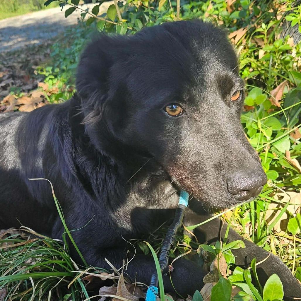 Enlarge Midnight, a Adoptable Mixed Breed in Perryville, AR image 1/3