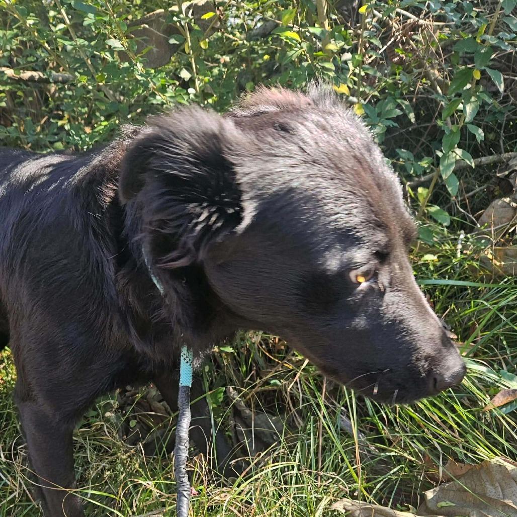 Enlarge Midnight, a Adoptable Mixed Breed in Perryville, AR image 2/3