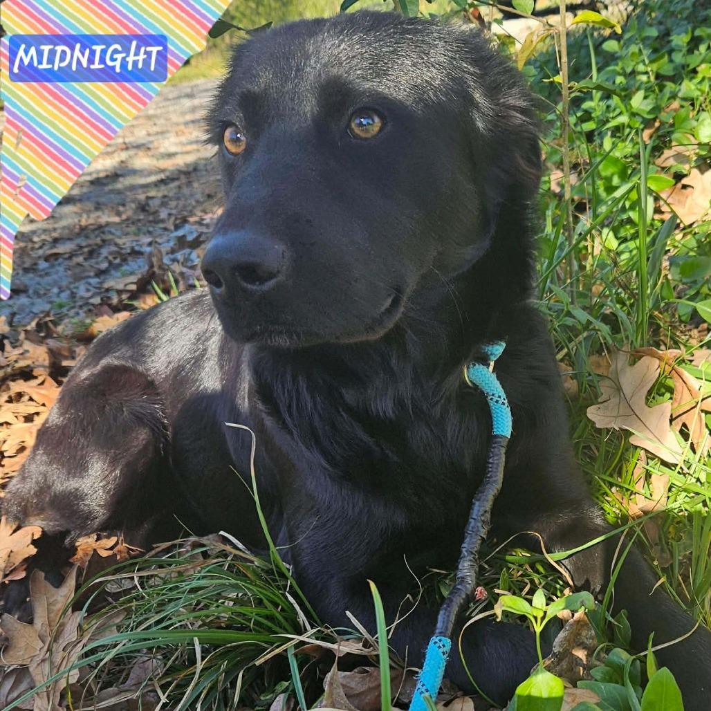 Enlarge Midnight, a Adoptable Mixed Breed in Perryville, AR image 3/3
