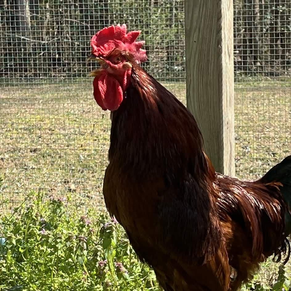 Tyrannosaurus Pecks, Adoptable, Young Male Chicken.