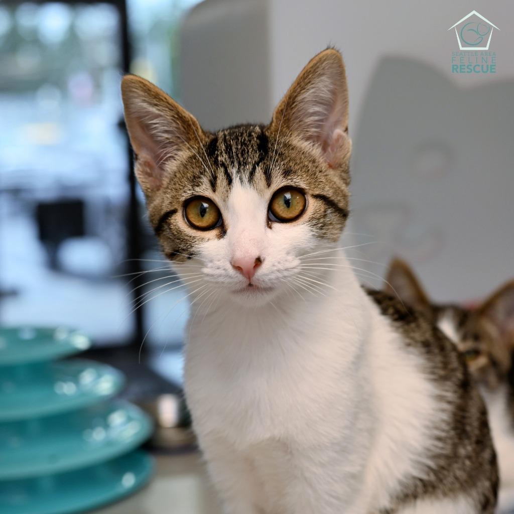 Betty (and Benny), a Adoptable mixed breed in Shoreline, WA image 1/3