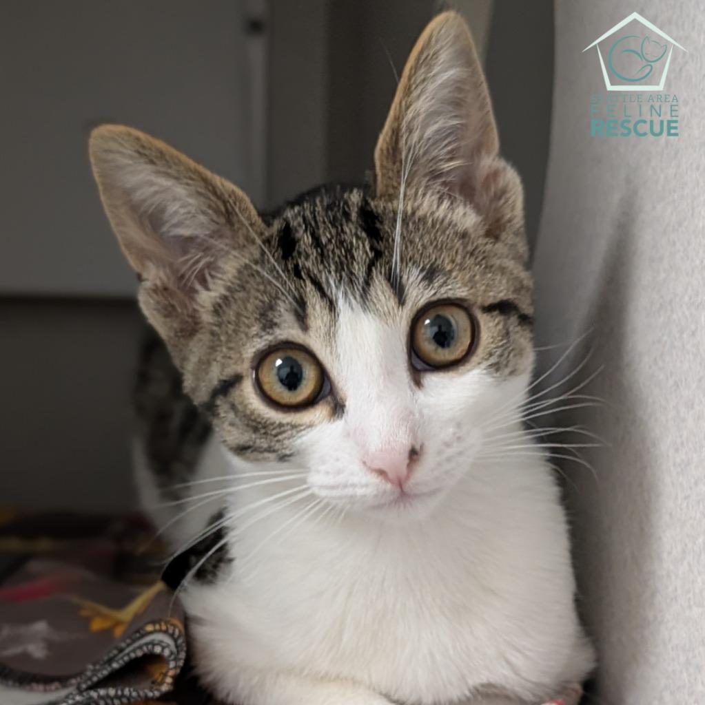 Betty (and Benny), a Adoptable mixed breed in Shoreline, WA image 2/3