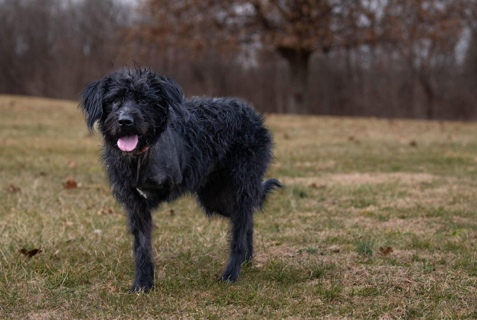 Hagrid - I'm a tri pawd, Adoptable, Adult Male Labrador Retriever & Standard Poodle.