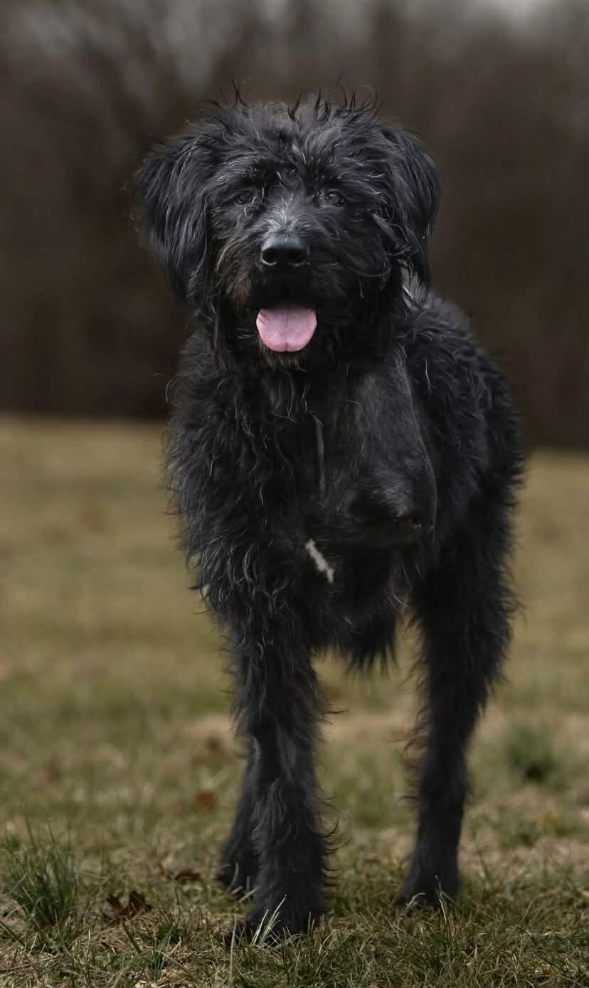 Hagrid - I'm a tri pawd, a Adoptable mixed breed in Florence, KY image 2/3