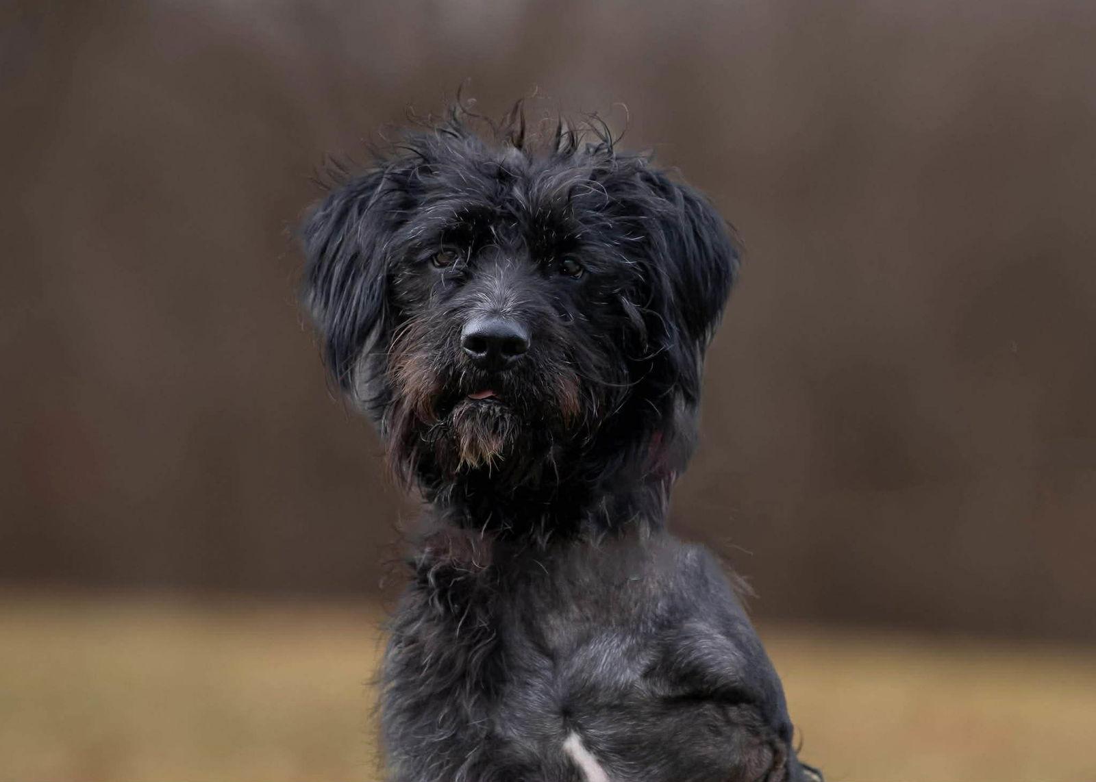 Hagrid - I'm a tri pawd, a Adoptable mixed breed in Florence, KY image 3/3