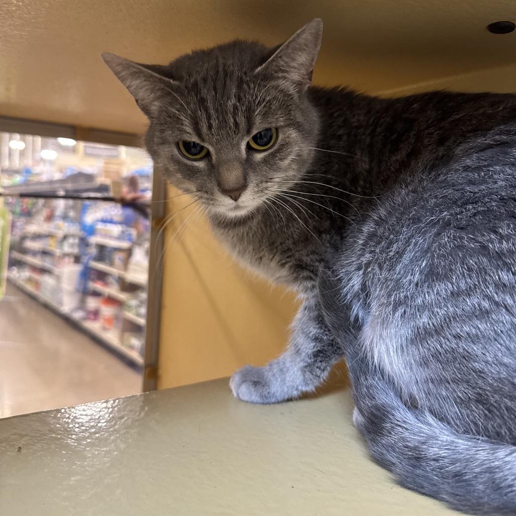 Little Baby, Adoptable, Adult Female Domestic Short Hair.