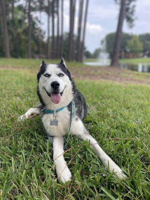 Captain, Adoptable, Young Male Siberian Husky.