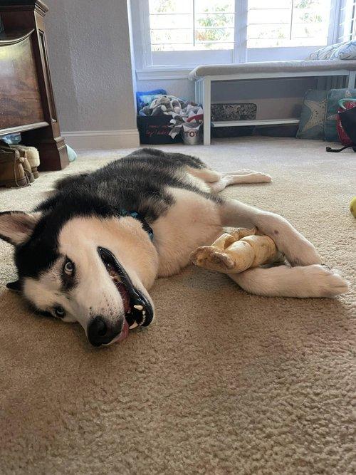 Enlarge Captain, a Adoptable Siberian Husky image 6/6