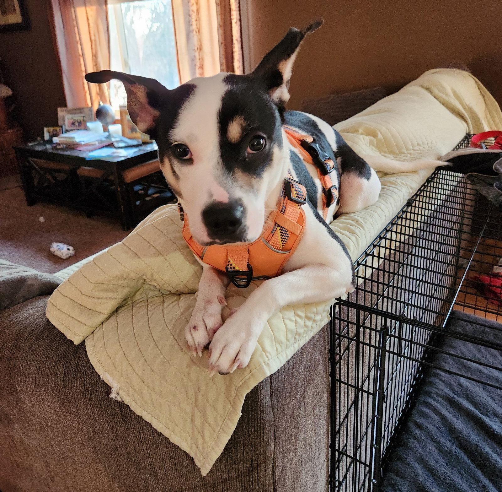 Camilla, Adopted, Adult Female Labrador Retriever.
