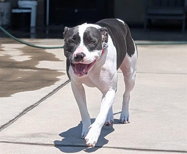 Enlarge Wilma, a Adoptable Pit Bull Terrier in Fort Collins, CO image 1/1