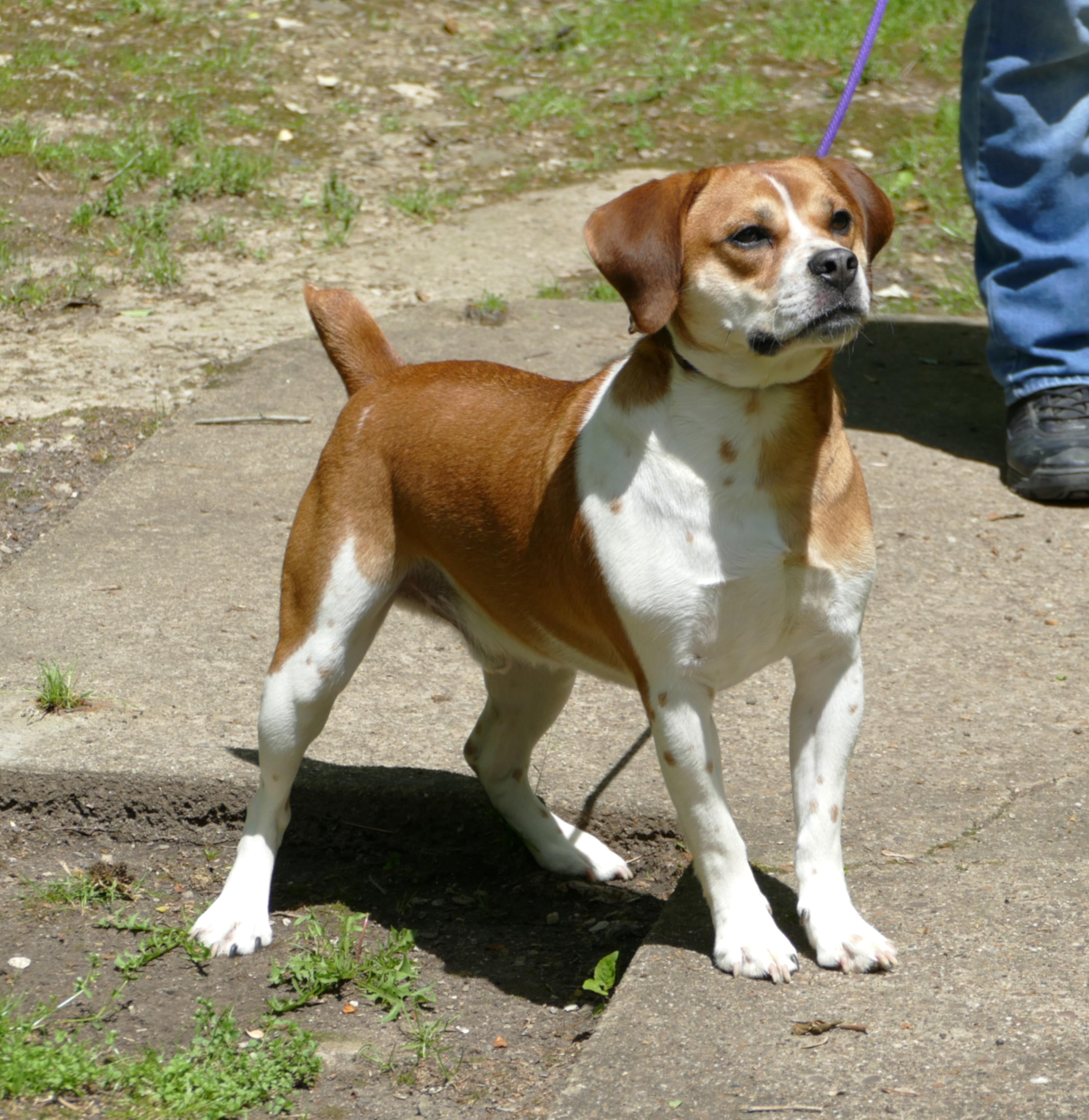 MILO - COURTESY POST ONLY!, a Adoptable mixed breed in Beechbottom, WV image 2/6