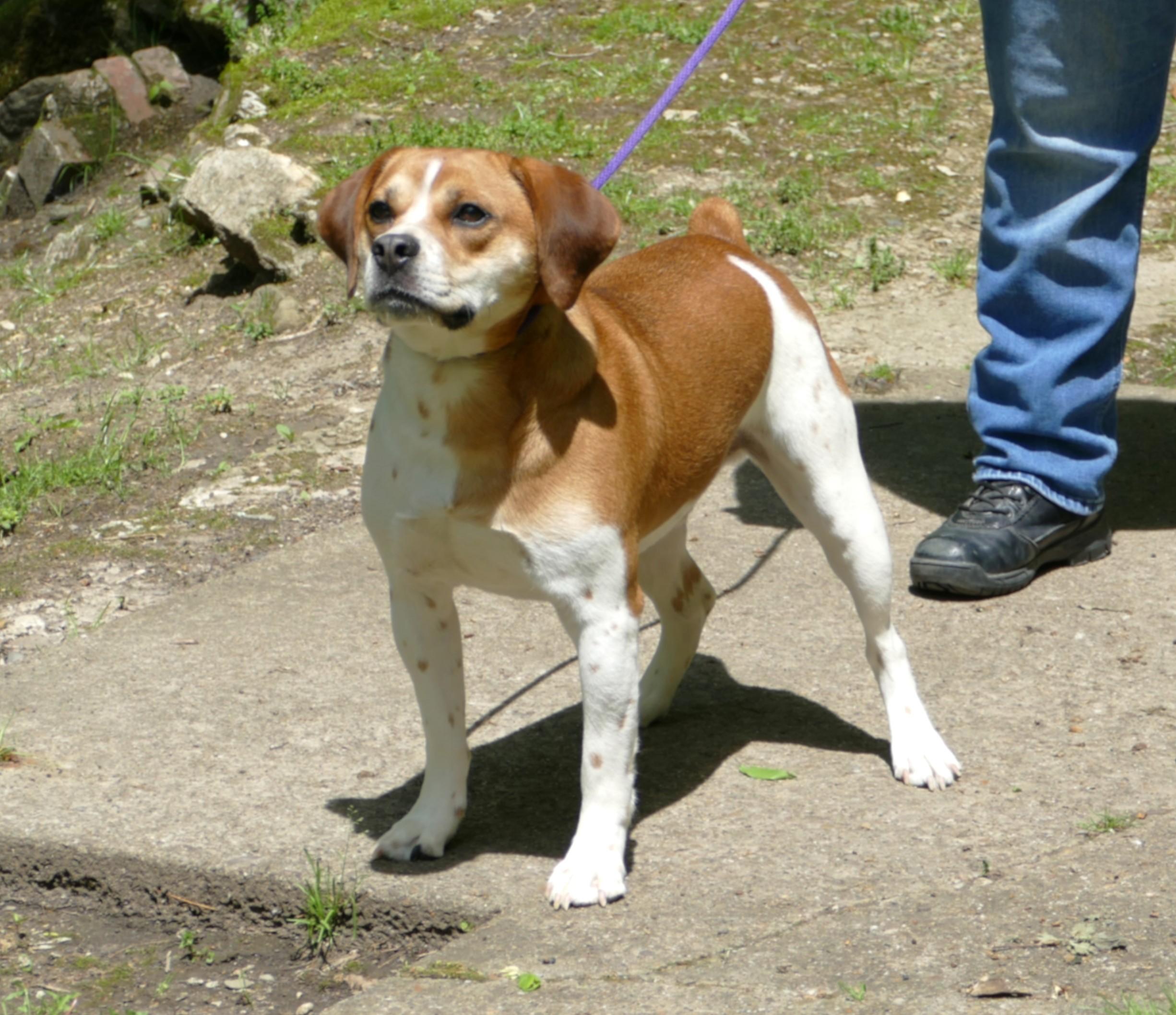 MILO - COURTESY POST ONLY!, a Adoptable mixed breed in Beechbottom, WV image 4/6