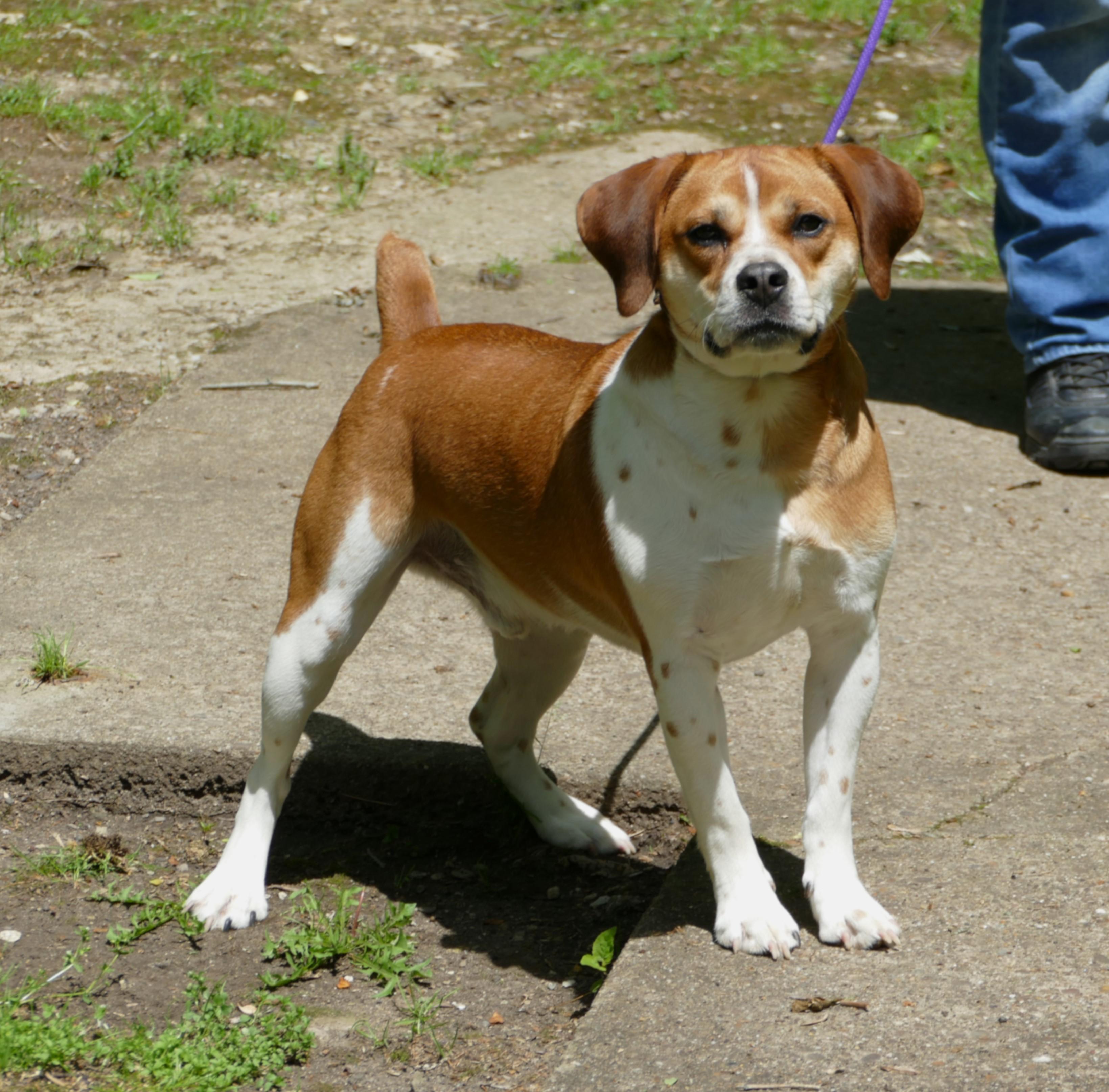MILO - COURTESY POST ONLY!, a Adoptable mixed breed in Beechbottom, WV image 5/6