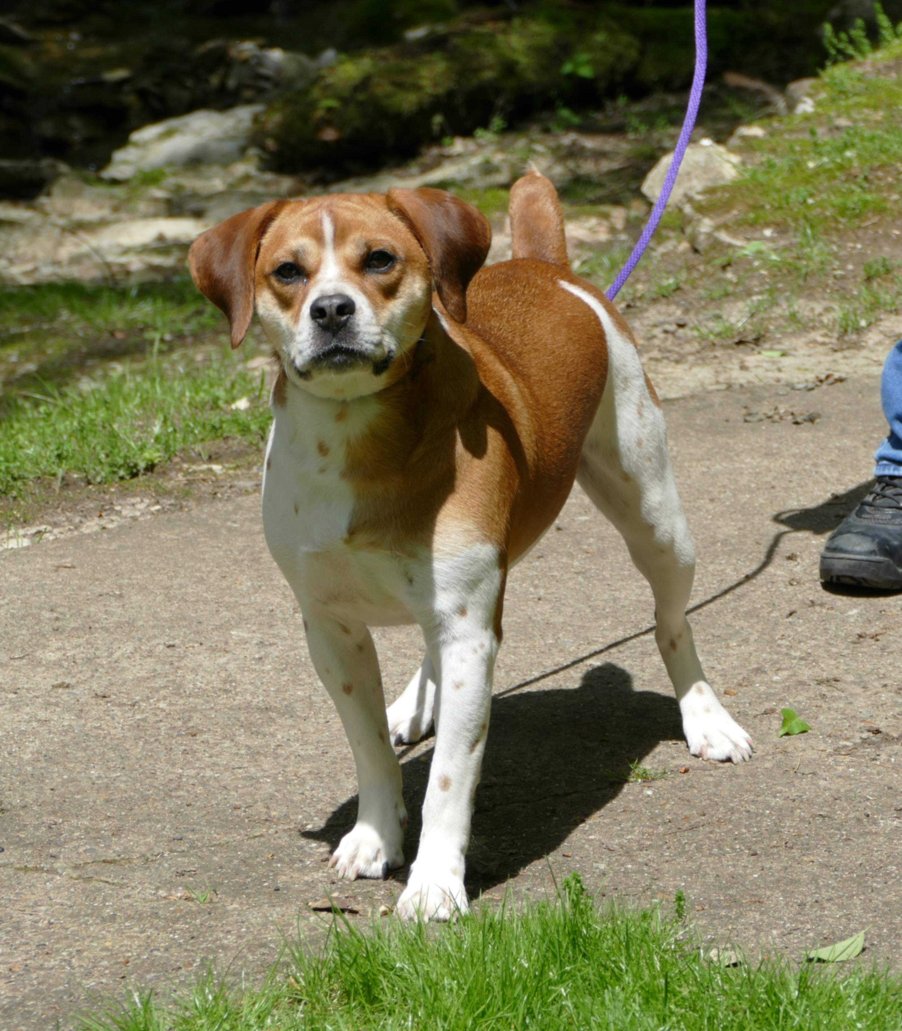 MILO - COURTESY POST ONLY!, a Adoptable mixed breed in Beechbottom, WV image 6/6