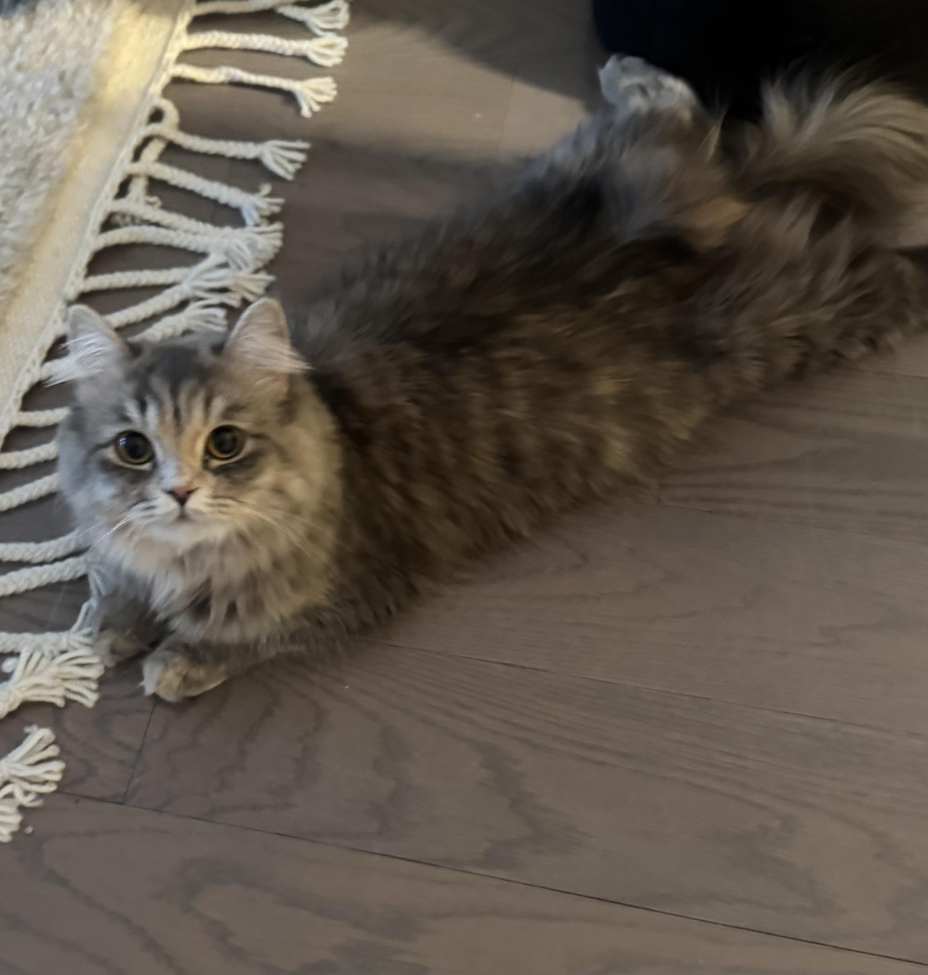 Enlarge Maya - Rita Boad, a Adopted mixed breed in Brampton, ON image 2/5
