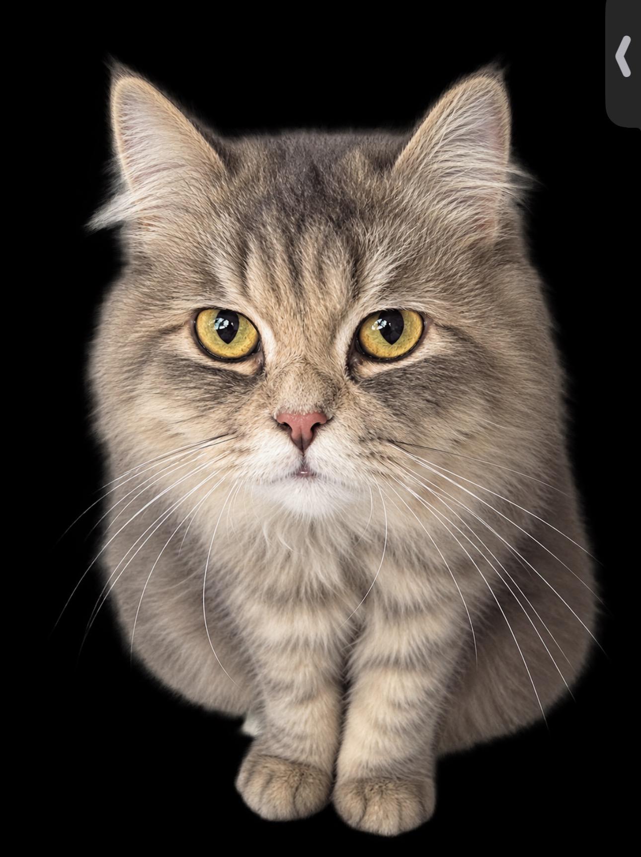Enlarge Maya - Rita Boad, a Adopted mixed breed in Brampton, ON image 5/5