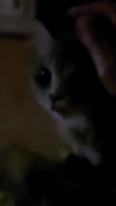 Enlarge Maya - Rita Boad, a Adopted mixed breed in Brampton, ON video 3/5