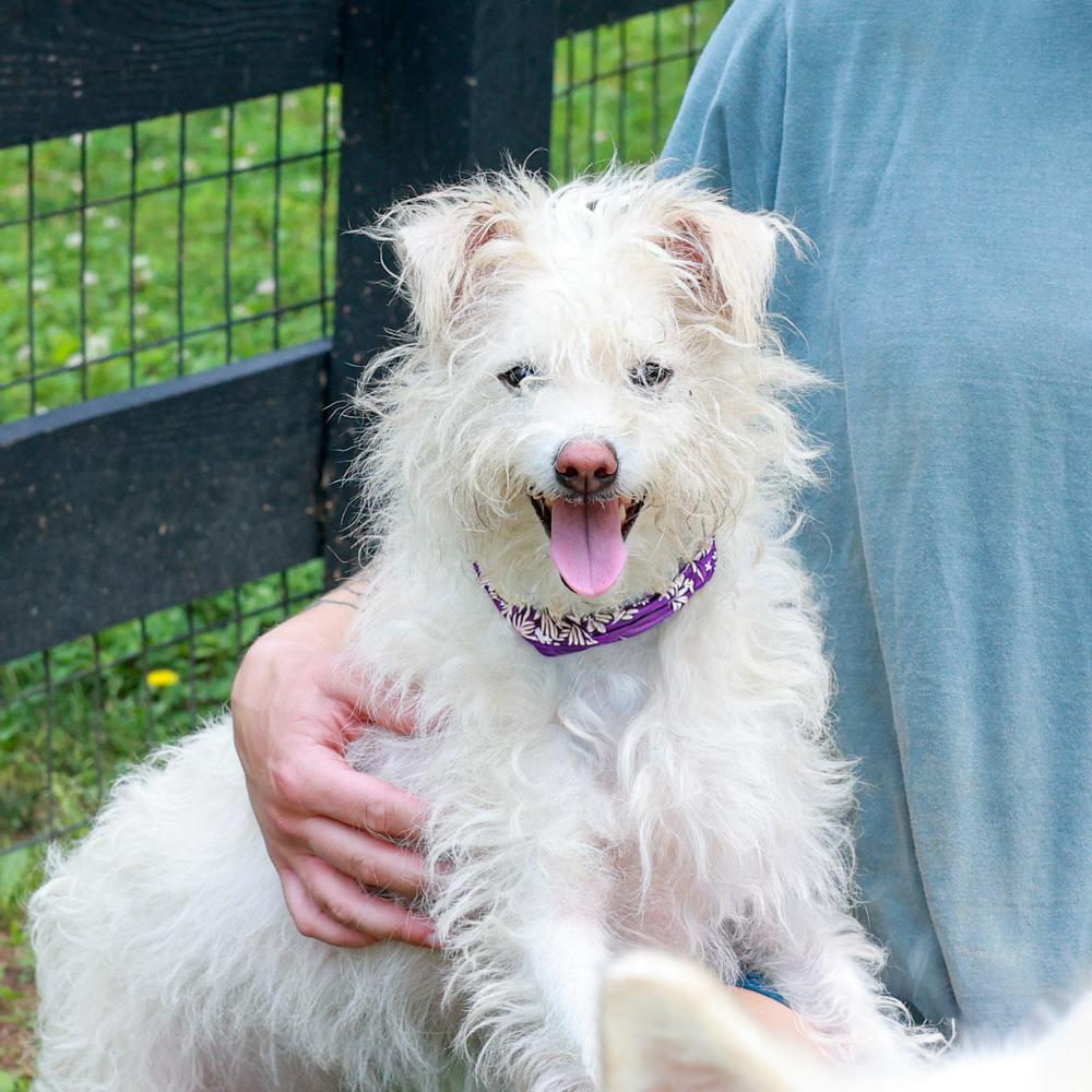 Candy (Female), a Adoptable mixed breed in West Grove, PA image 1/6