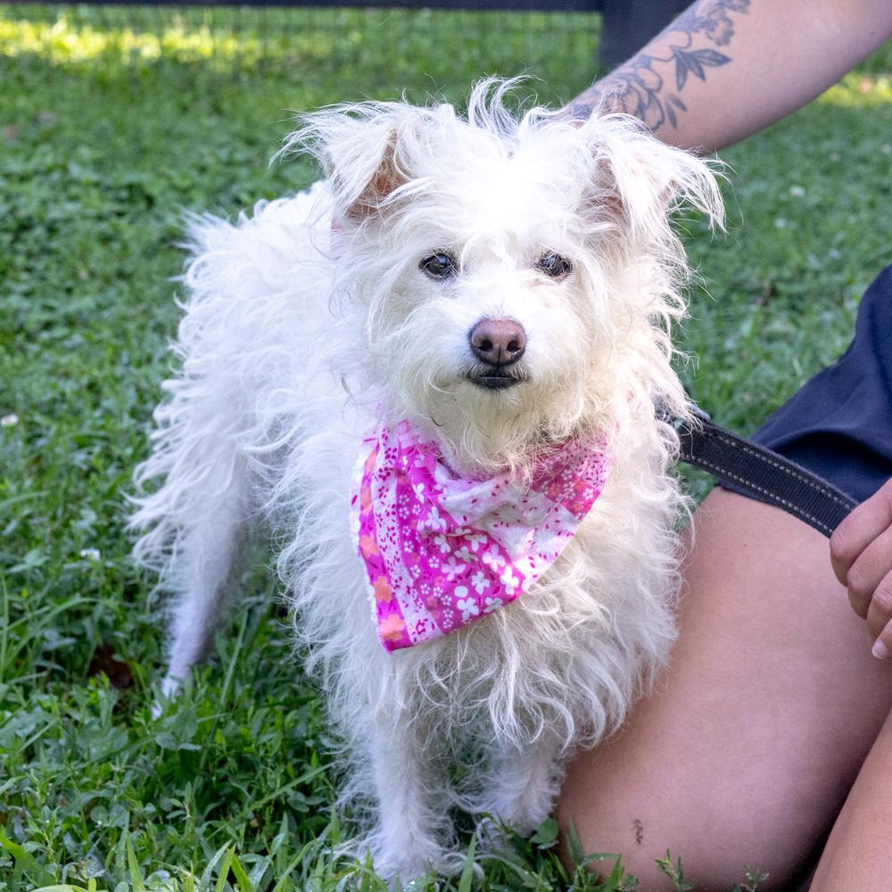 Candy (Female), Adoptable, Adult Female Poodle & Terrier.