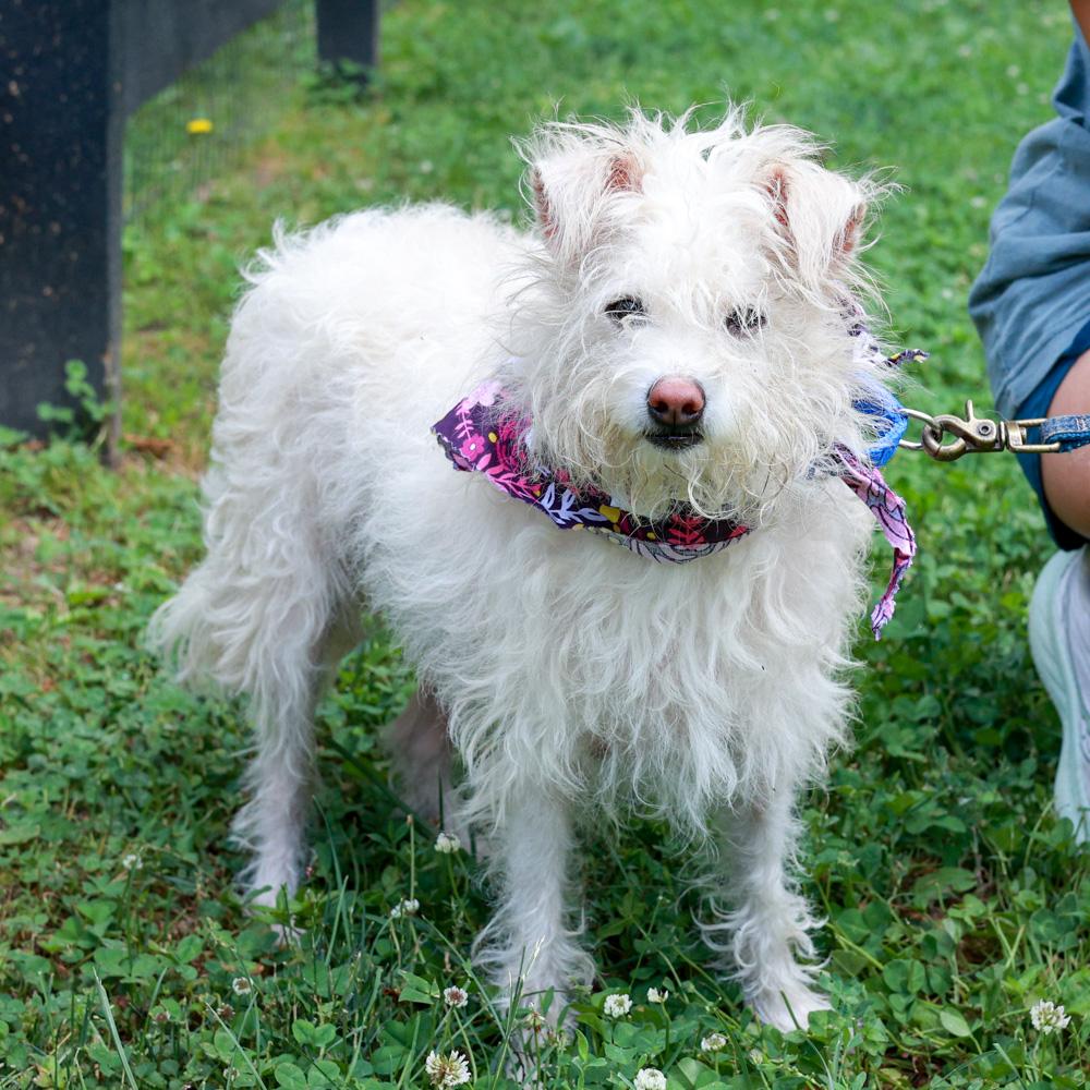 Candy (Female), a Adoptable mixed breed in West Grove, PA image 3/6