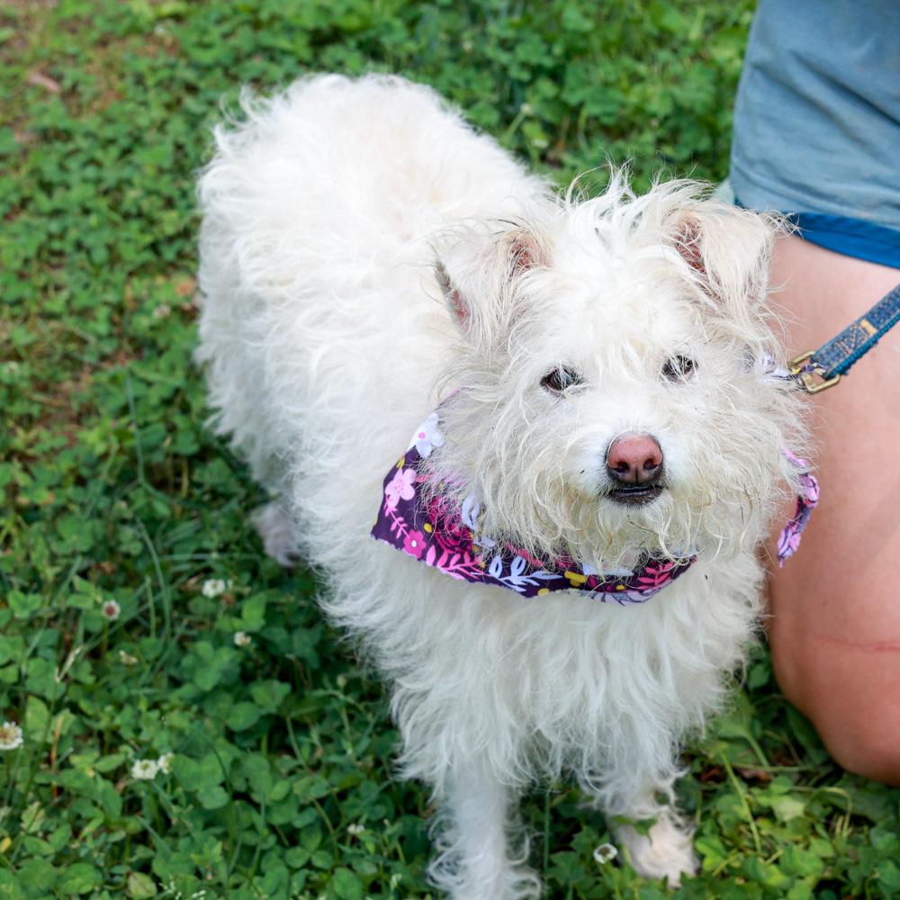 Candy (Female), a Adoptable mixed breed in West Grove, PA image 5/6