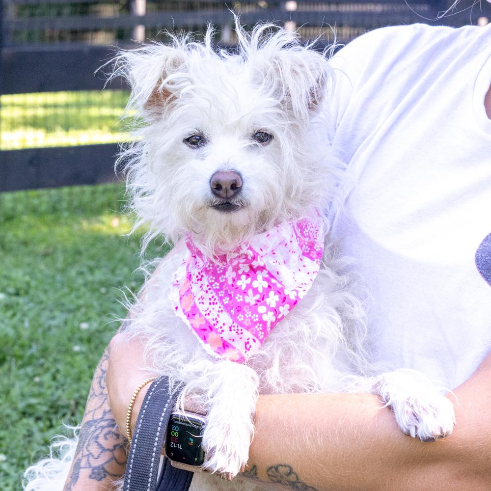 Enlarge Candy (Female), a Adoptable mixed breed in West Grove, PA image 2/6