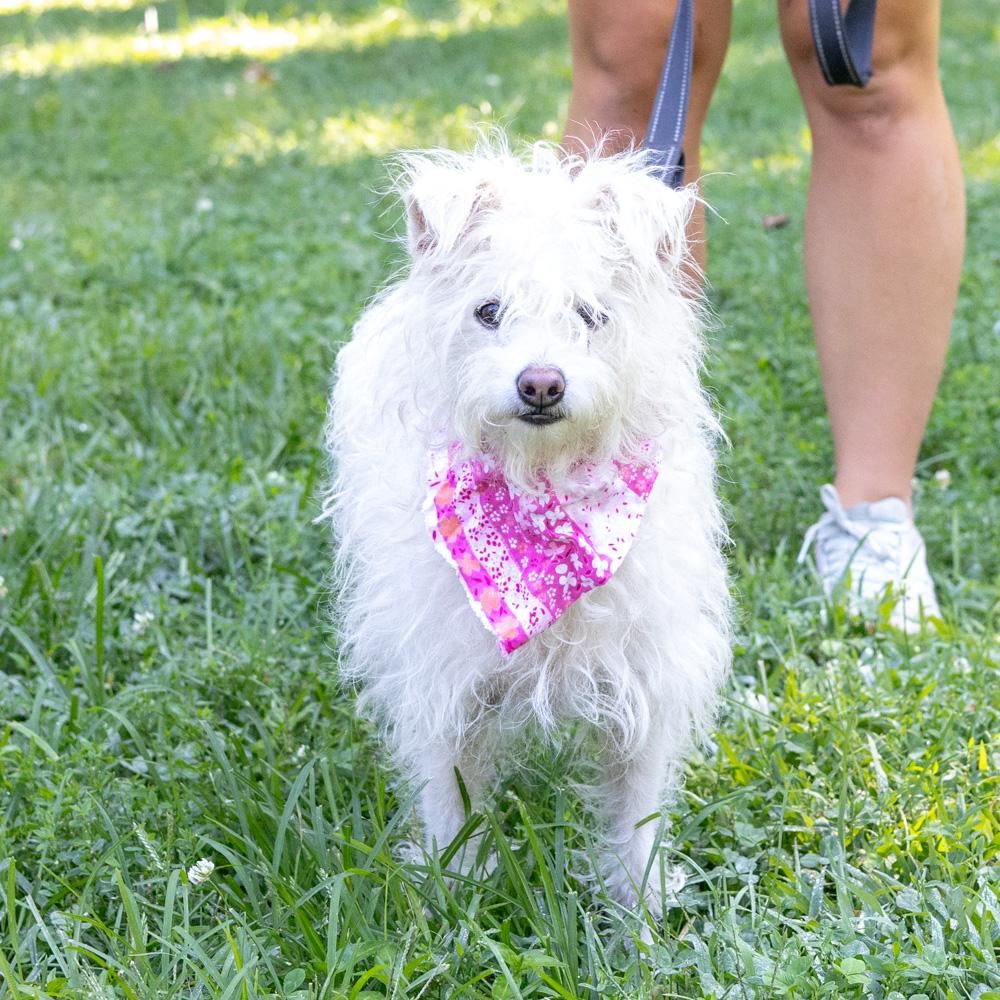 Enlarge Candy (Female), a Adoptable mixed breed in West Grove, PA image 6/6