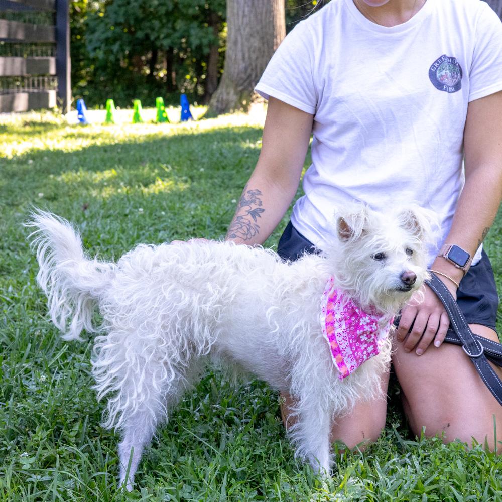 Enlarge Candy (Female), a Adoptable mixed breed in West Grove, PA image 4/6