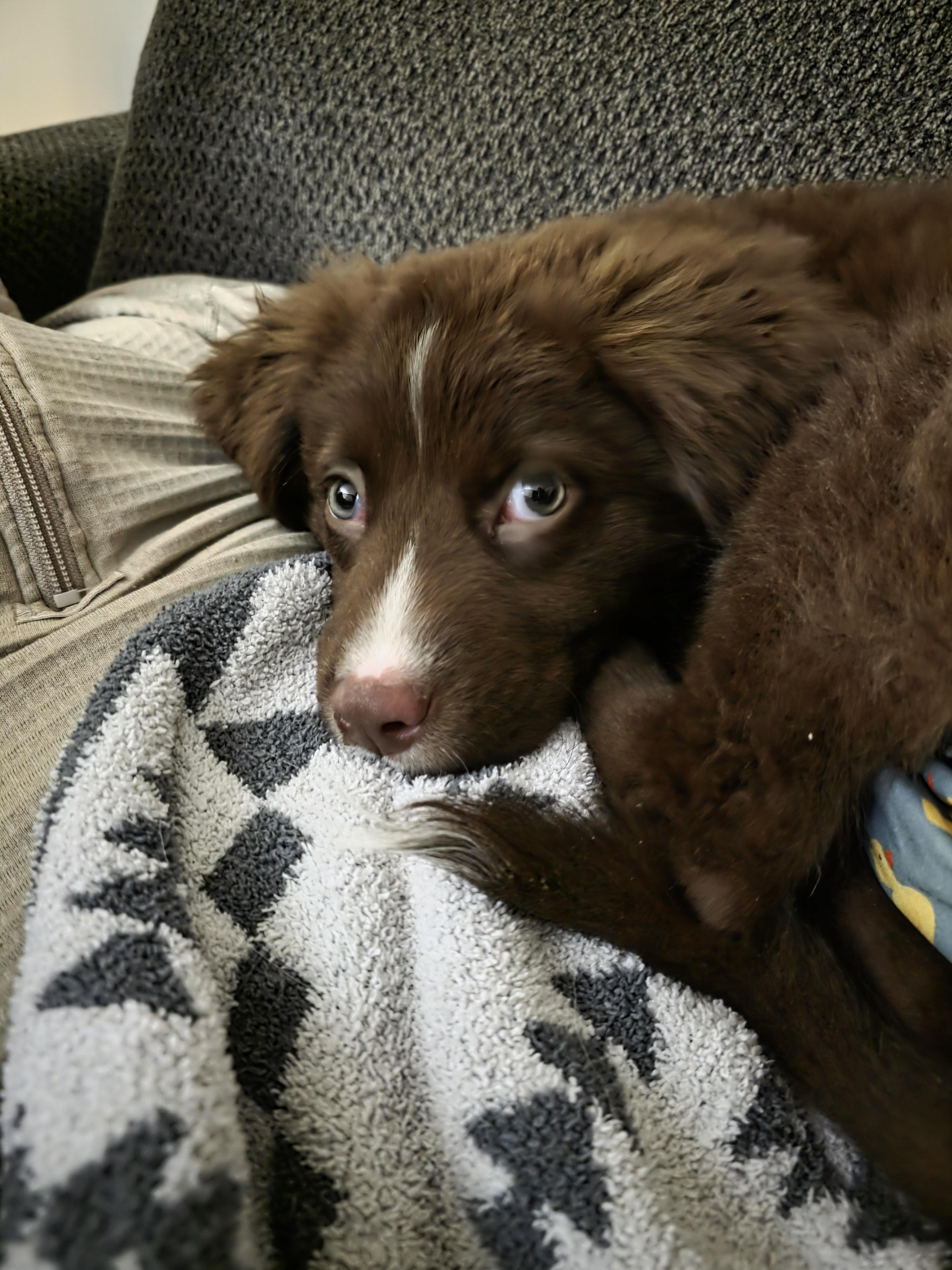 Enlarge Dakota, a Adopted mixed breed in Troy, MI image 1/6