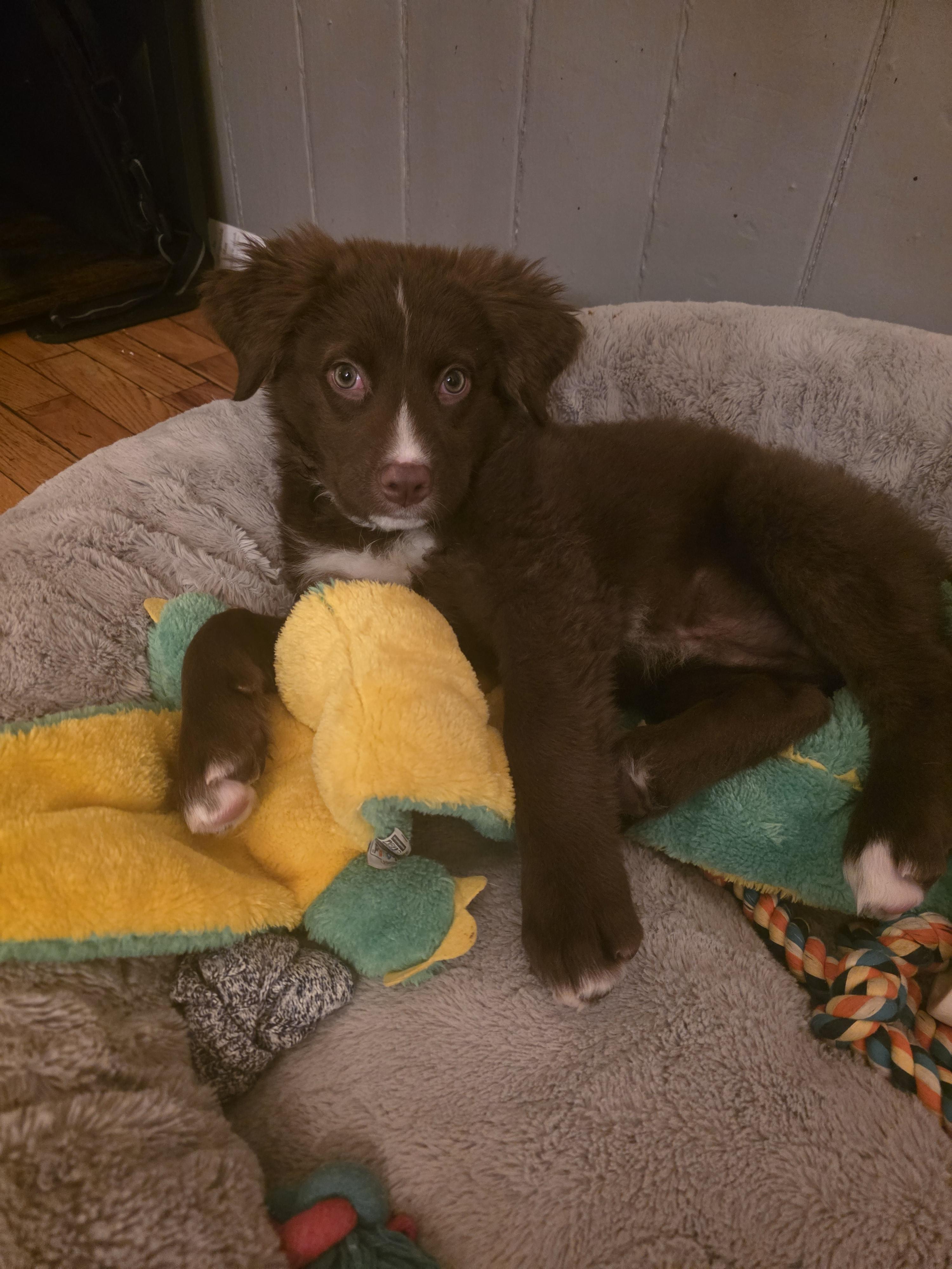 Enlarge Dakota, a Adopted mixed breed in Troy, MI image 2/6