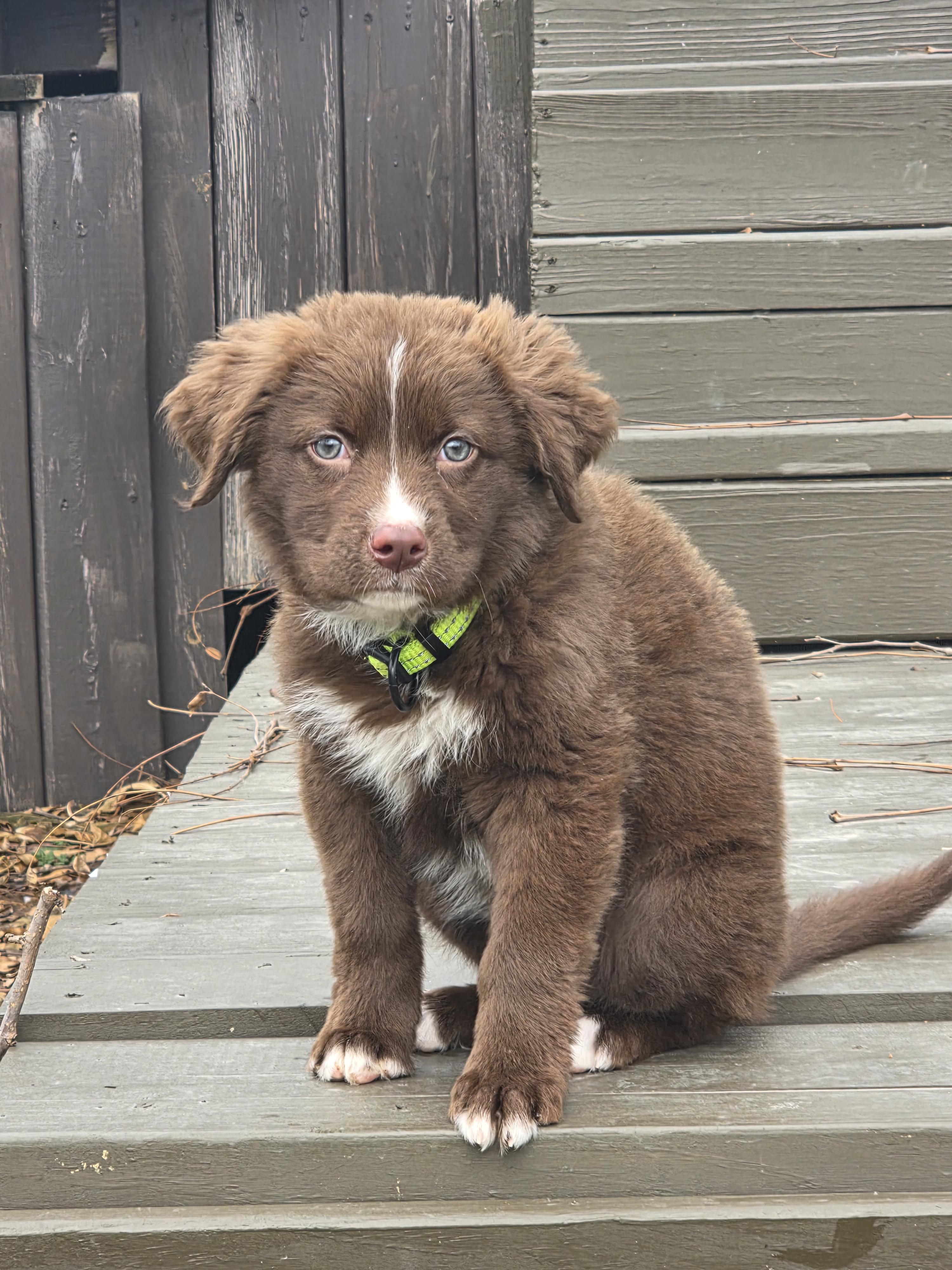 Enlarge Dakota, a Adopted mixed breed in Troy, MI image 3/6
