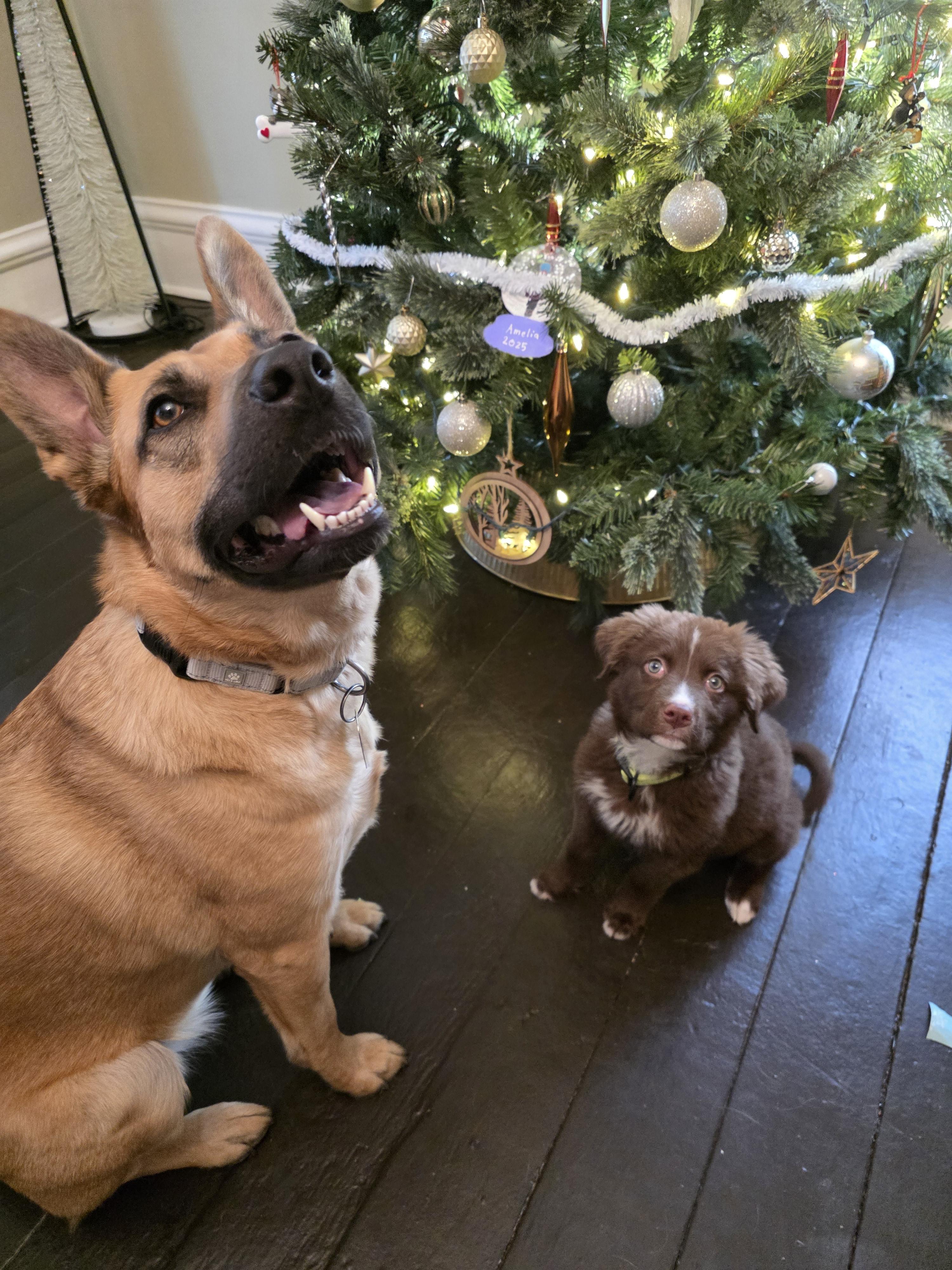 Enlarge Dakota, a Adopted mixed breed in Troy, MI image 4/6